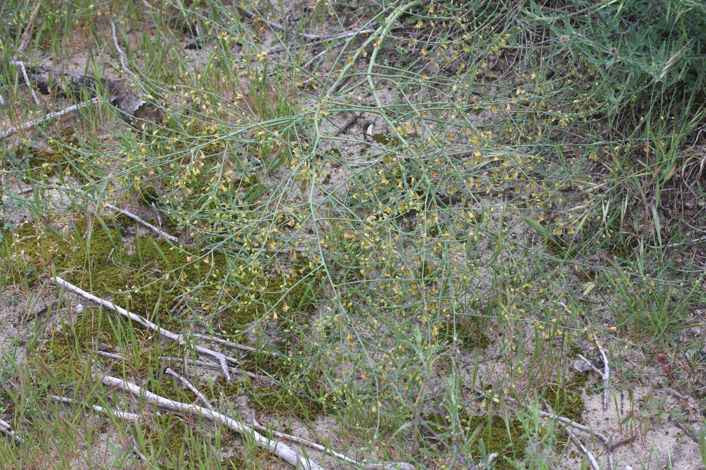 asparagus_officinalis_prostratus4md