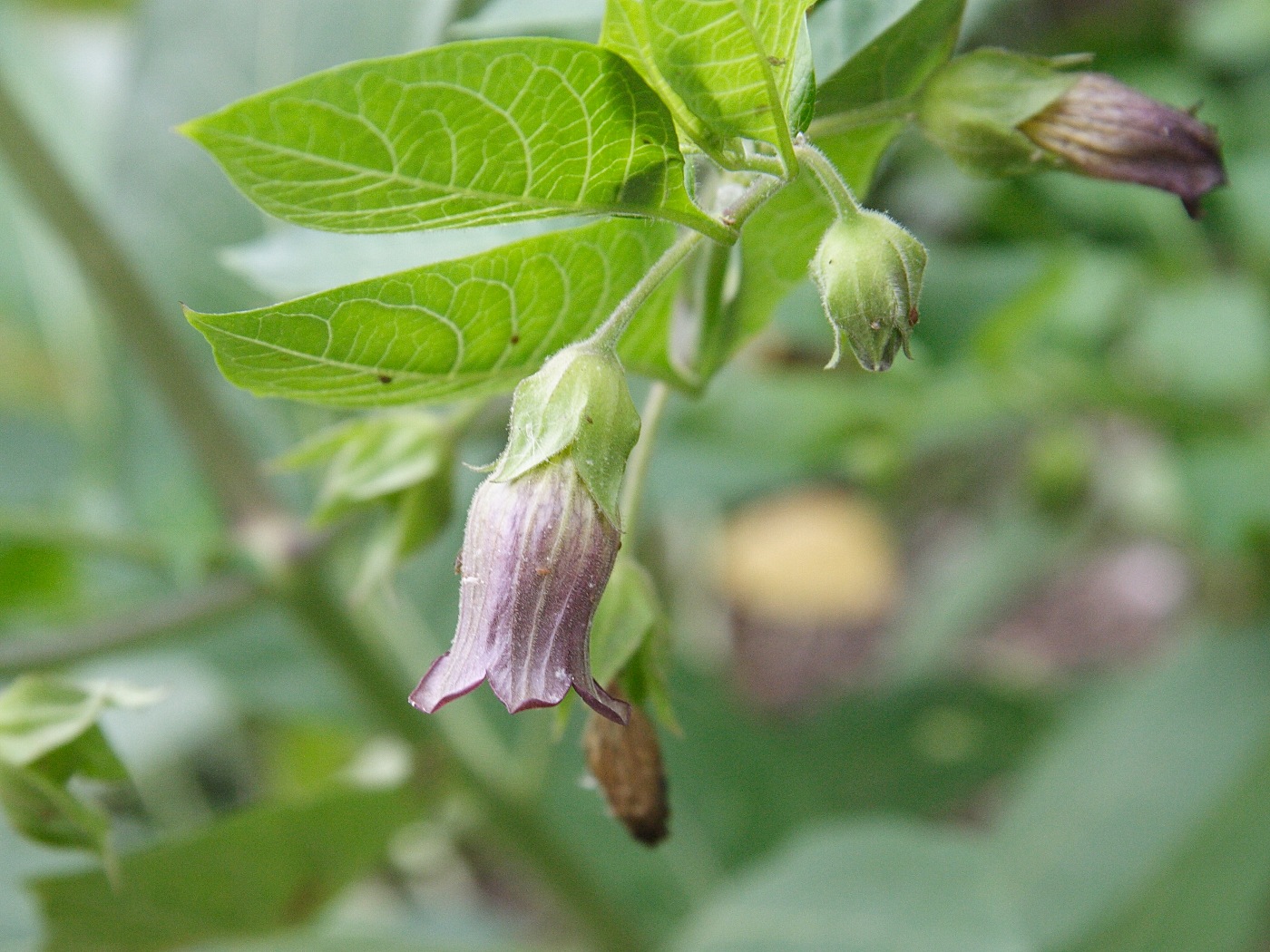 atropa_belladonna5md