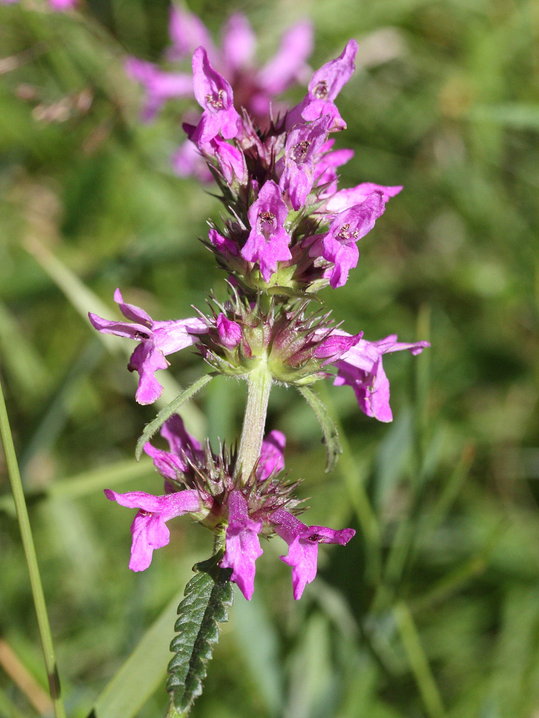 Afficher le média betonica_officinalis_officinalis4md betonica_officinalis_officinalis4md