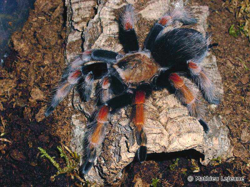 brachypelma_boehmei1ml