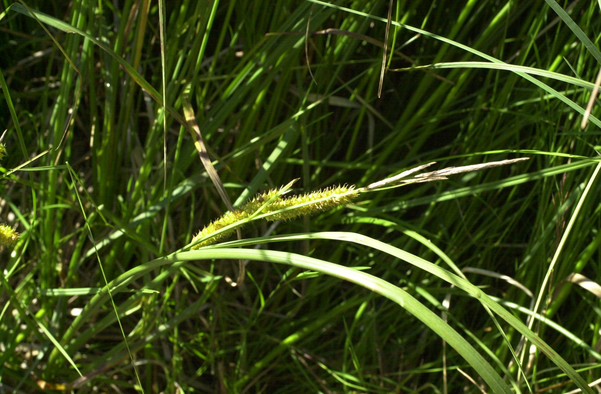 Afficher le média carex_vesicaria3md carex_vesicaria3md