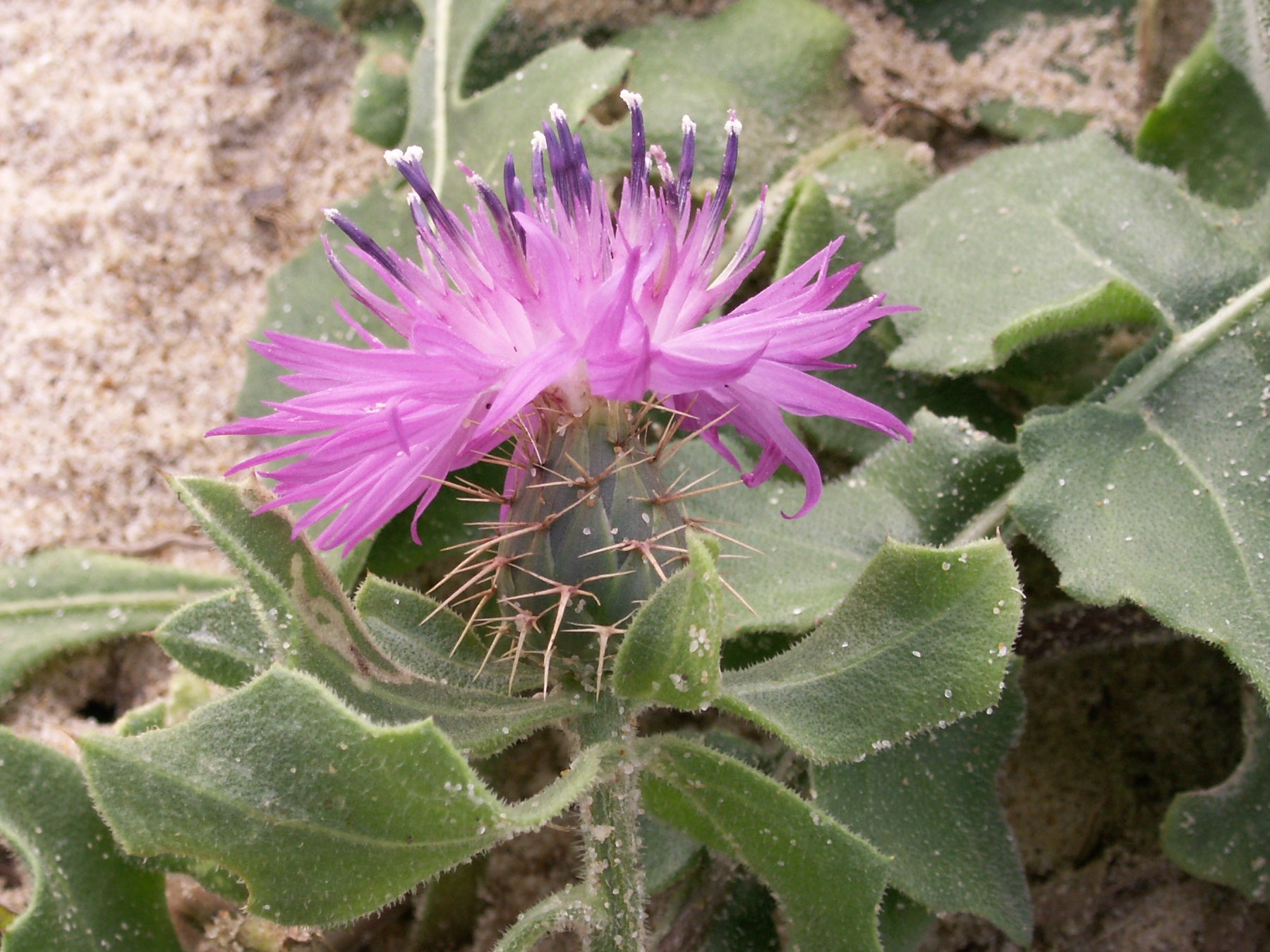 Afficher le média centaurea_sphaerocephala5bd centaurea_sphaerocephala5bd