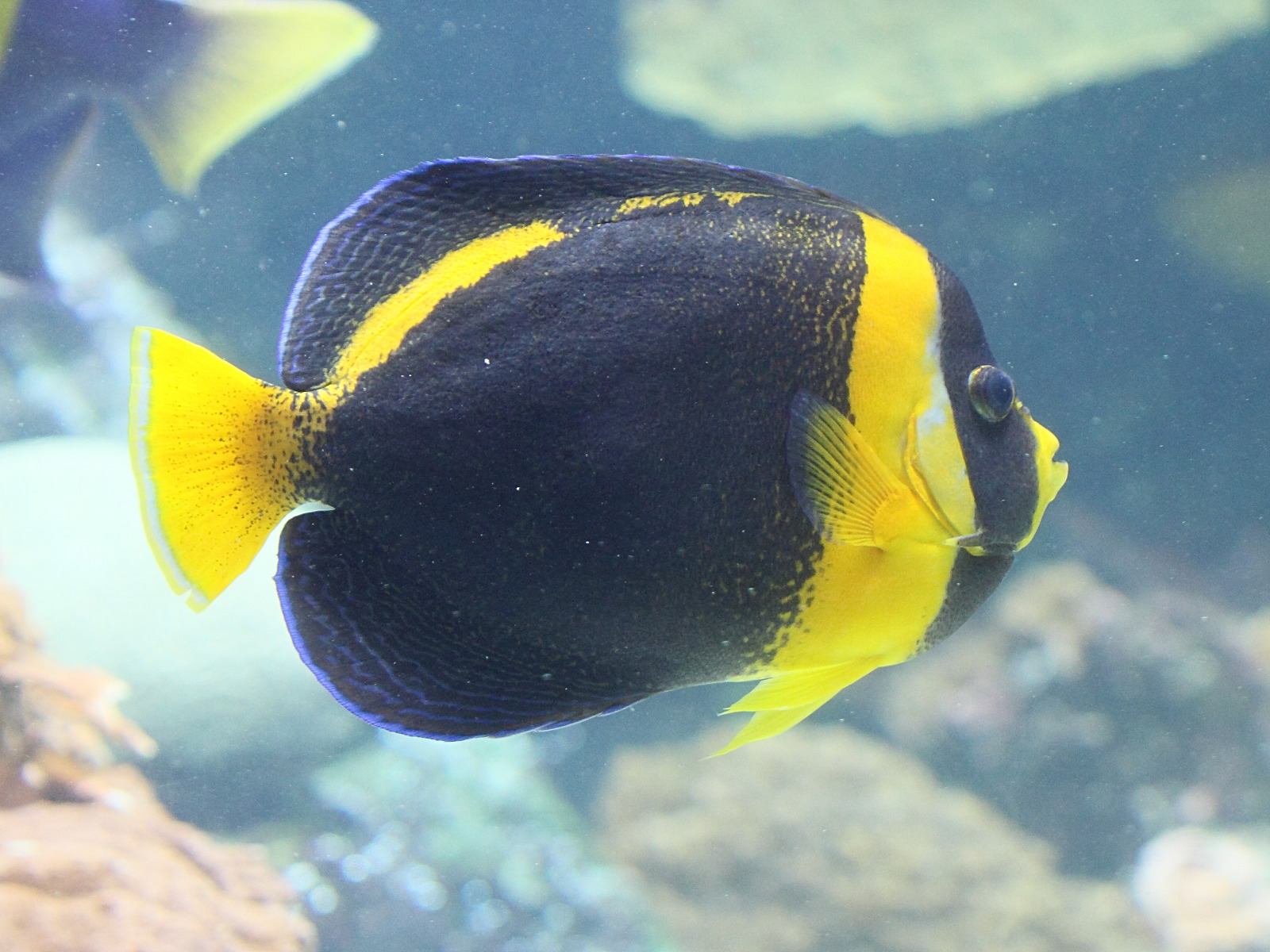 chaetodontoplus_duboulayi2bd