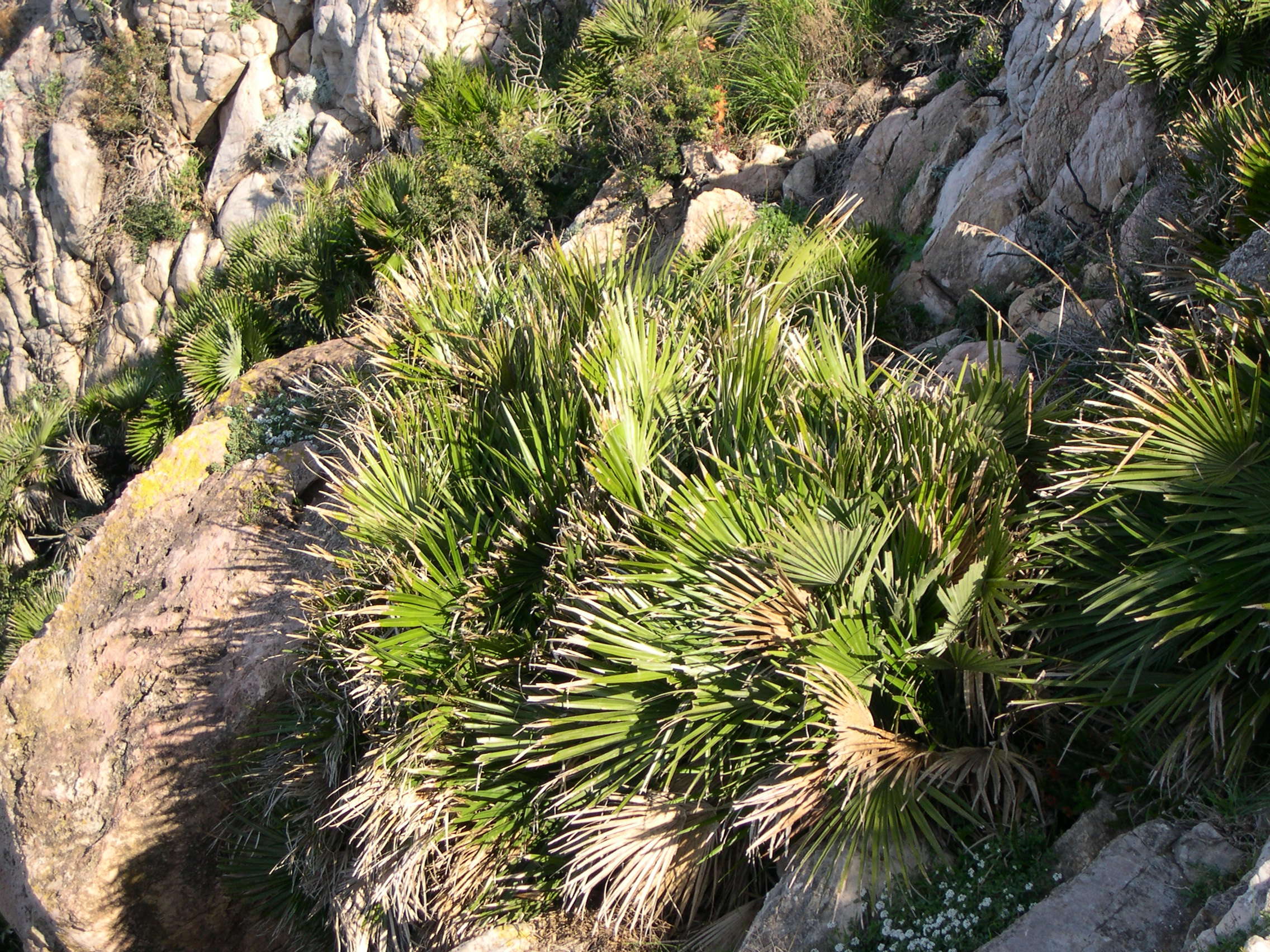 Afficher le média chamaerops_humilis2md chamaerops_humilis2md