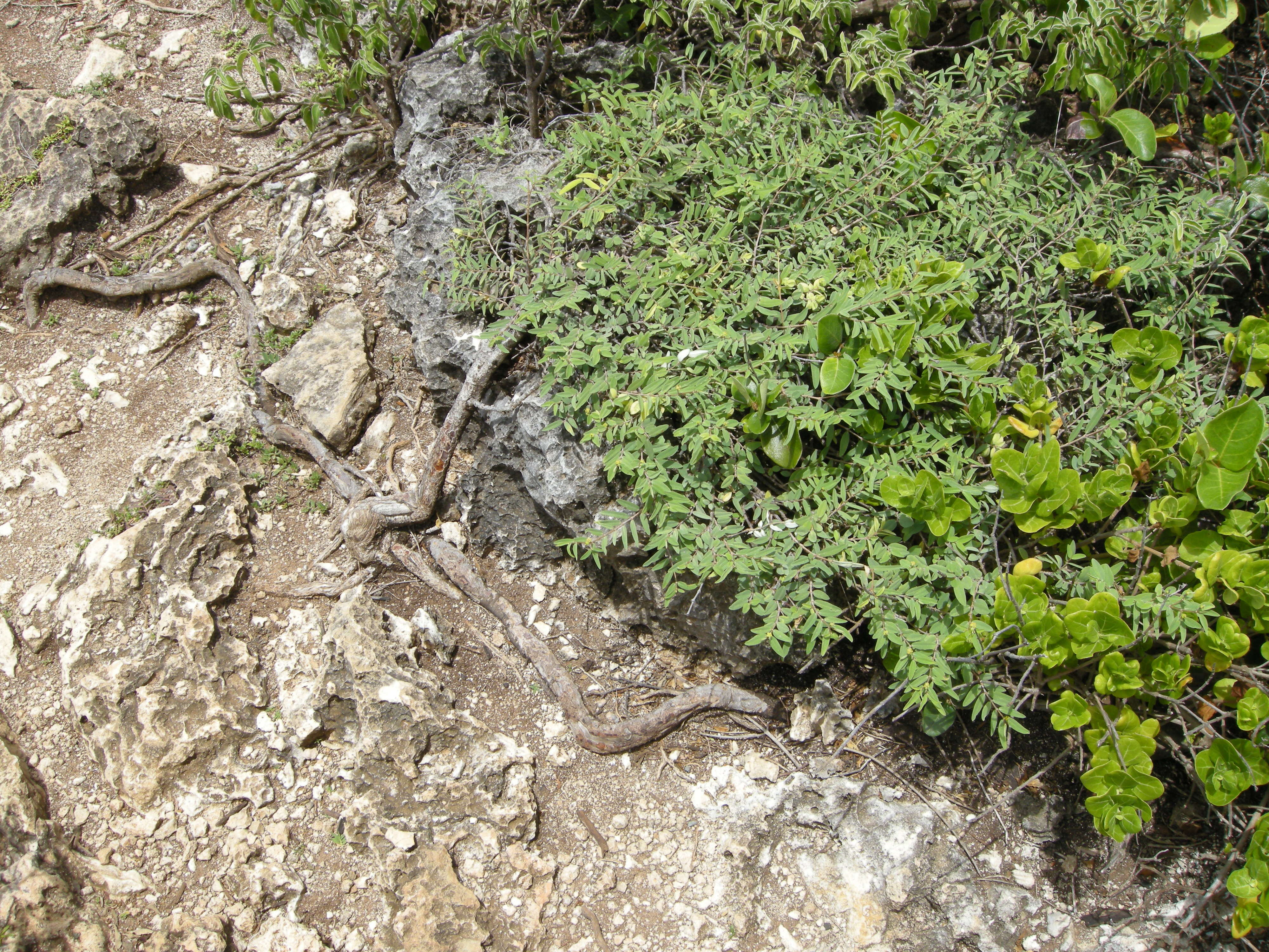 chamaesyce_articulata4md