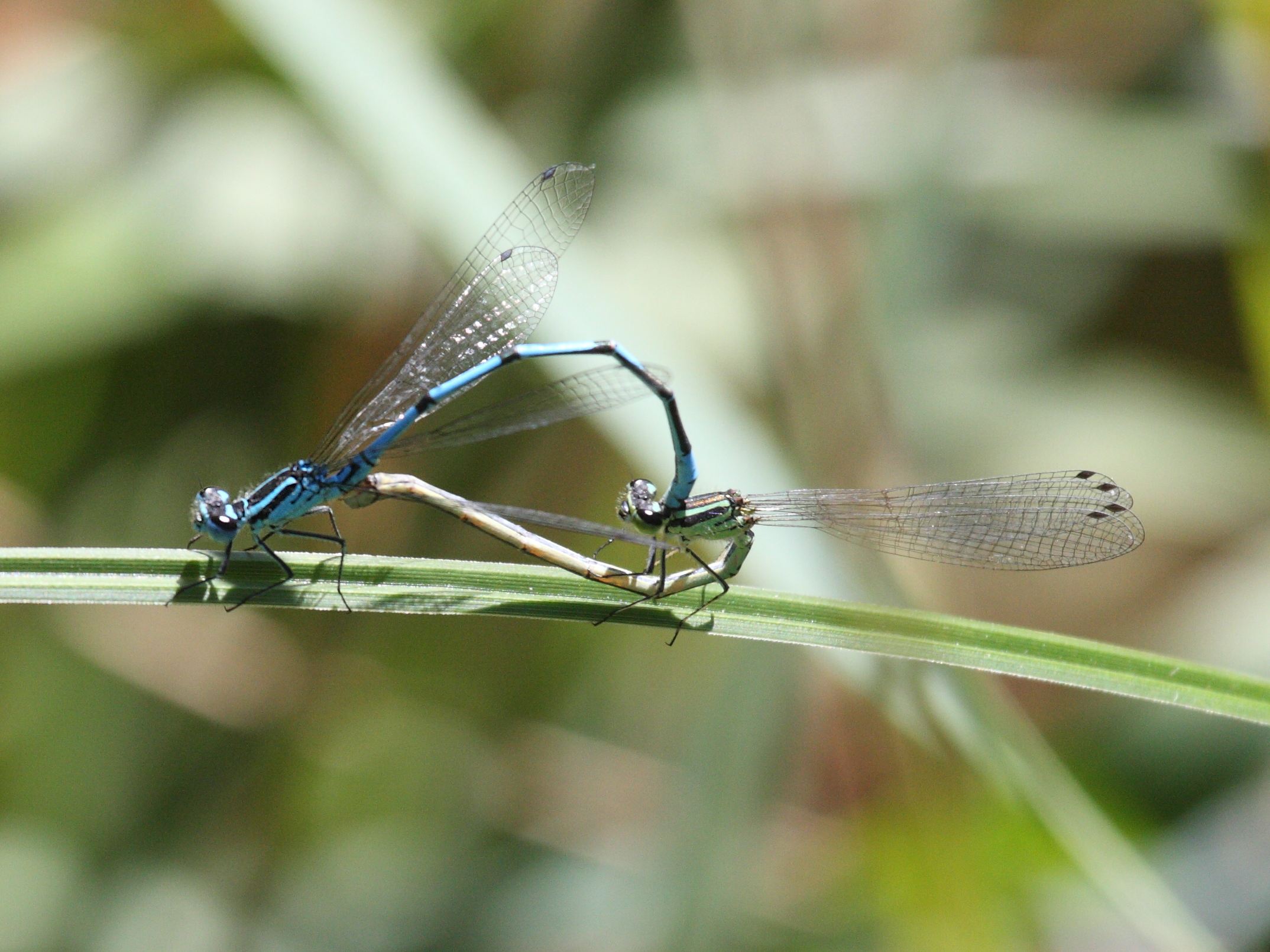 coenagrion_pulchellum4bd