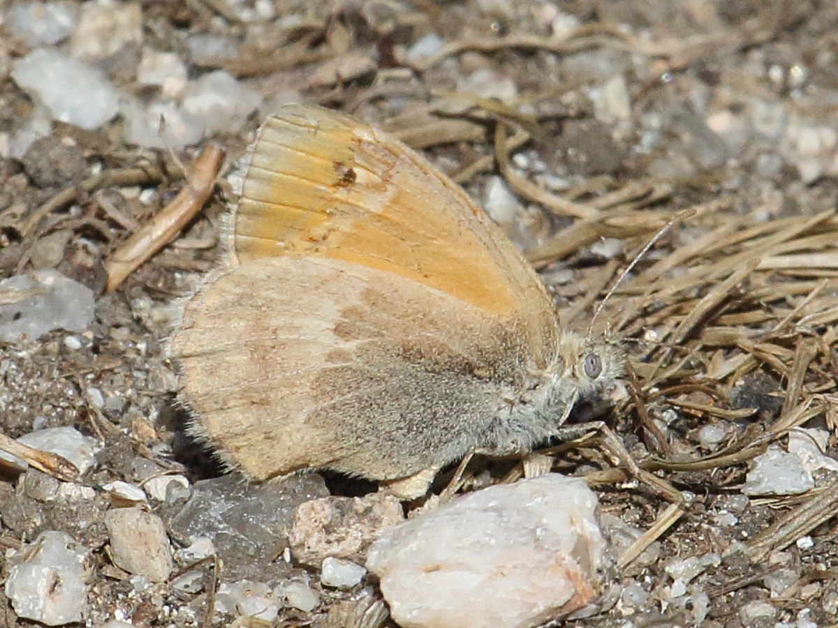 coenonympha_glycerion4bd