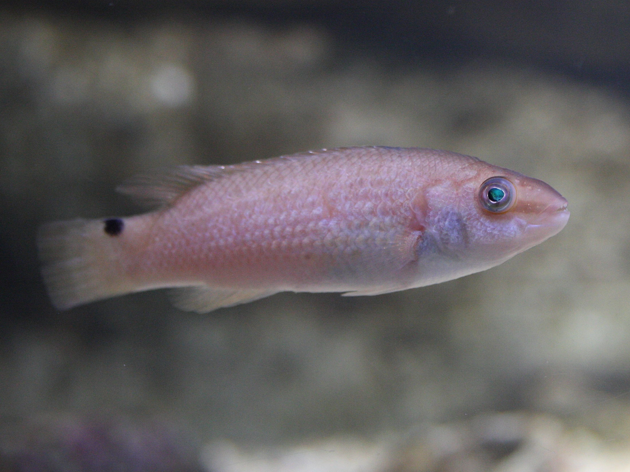 ctenolabrus_rupestris2md