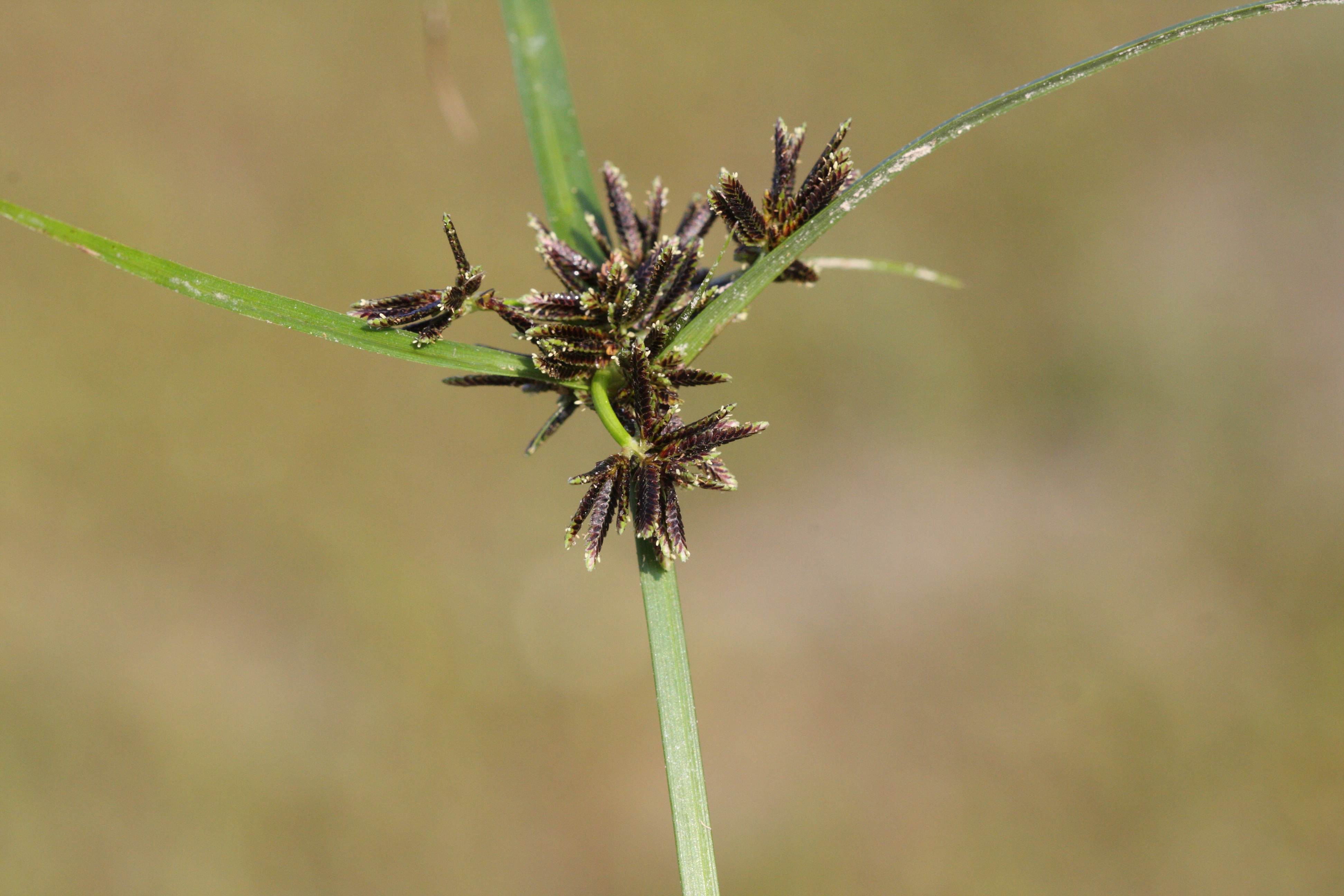 cyperus_fuscus4md