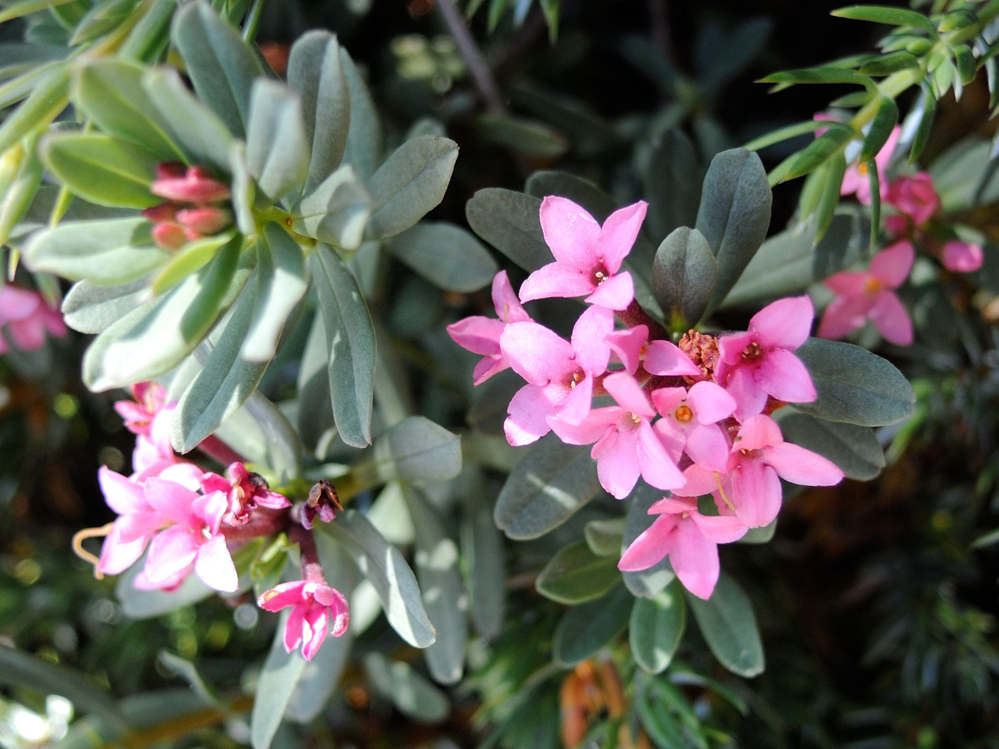 Afficher le média daphne_cneorum2md daphne_cneorum2md