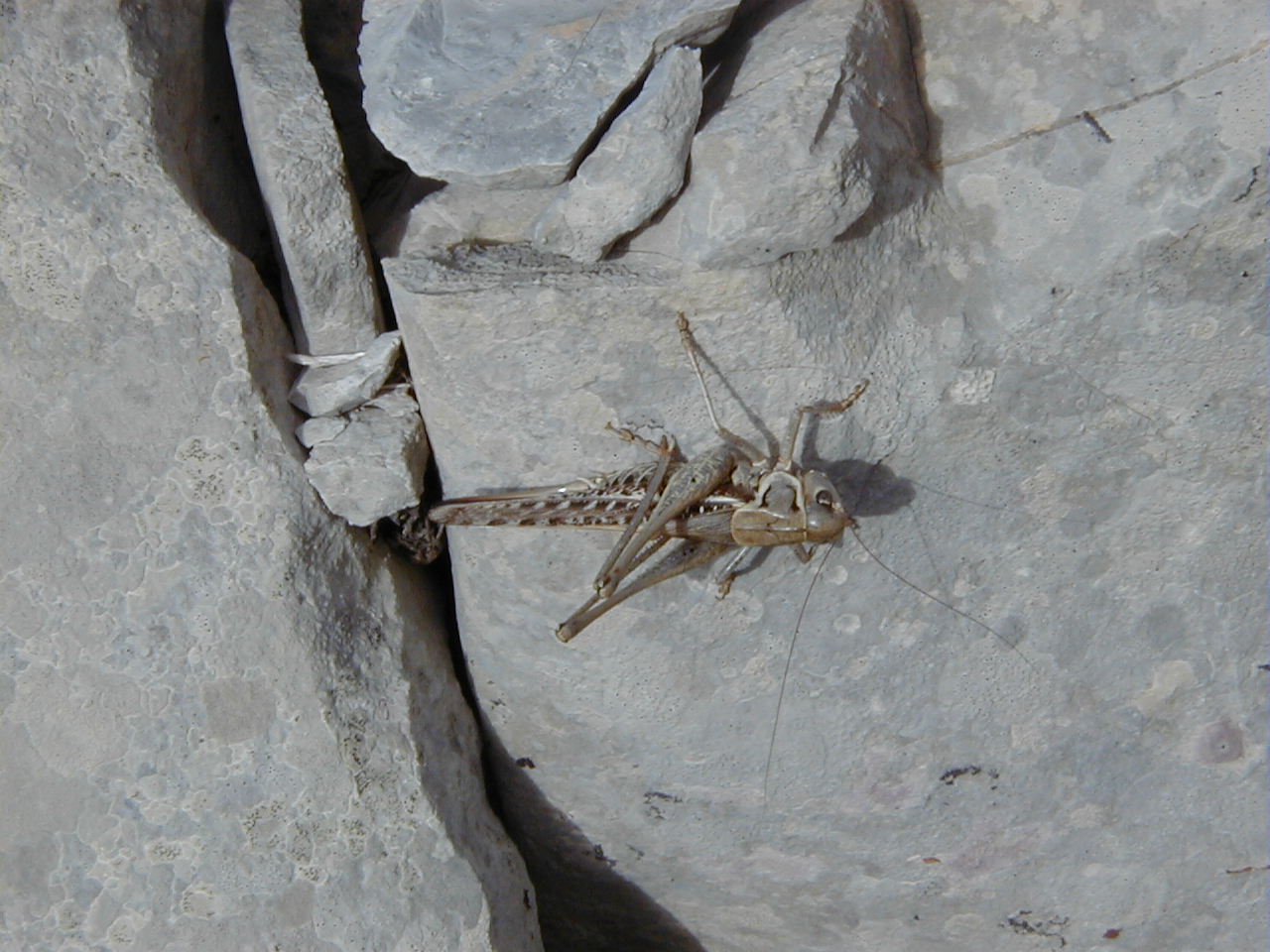 decticus_albifrons2md