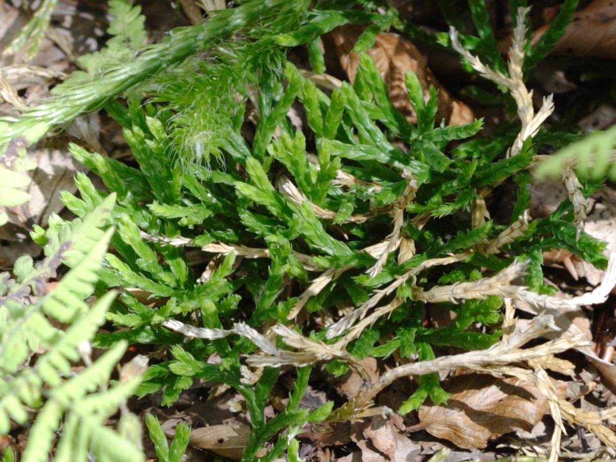 Afficher le média diphasiastrum_alpinum1bd diphasiastrum_alpinum1bd