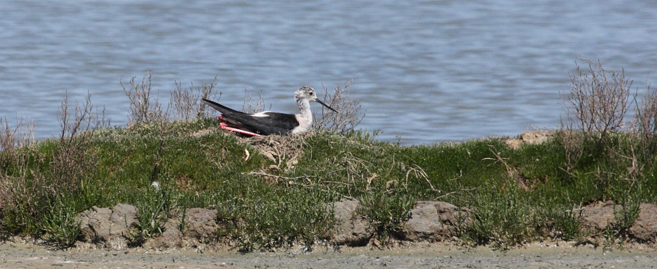 Afficher le média echasse_blanche_-_himantopus_himantopus5md echasse_blanche_-_himantopus_himantopus5md