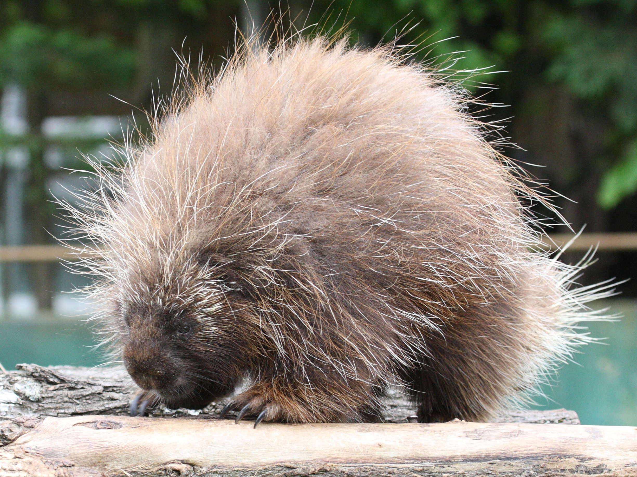 erethizon_dorsatum1md