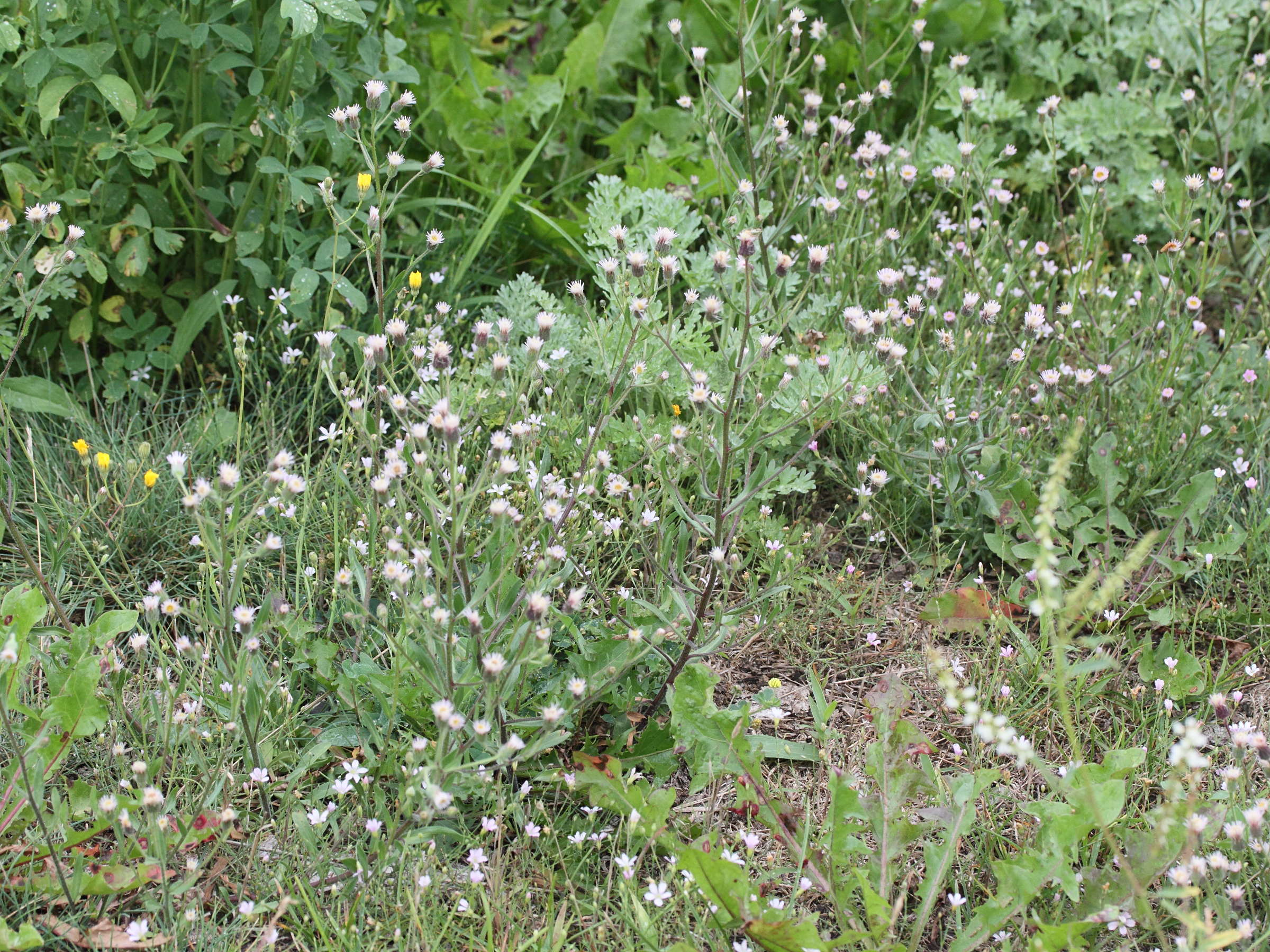 Afficher le média erigeron_acris2md erigeron_acris2md