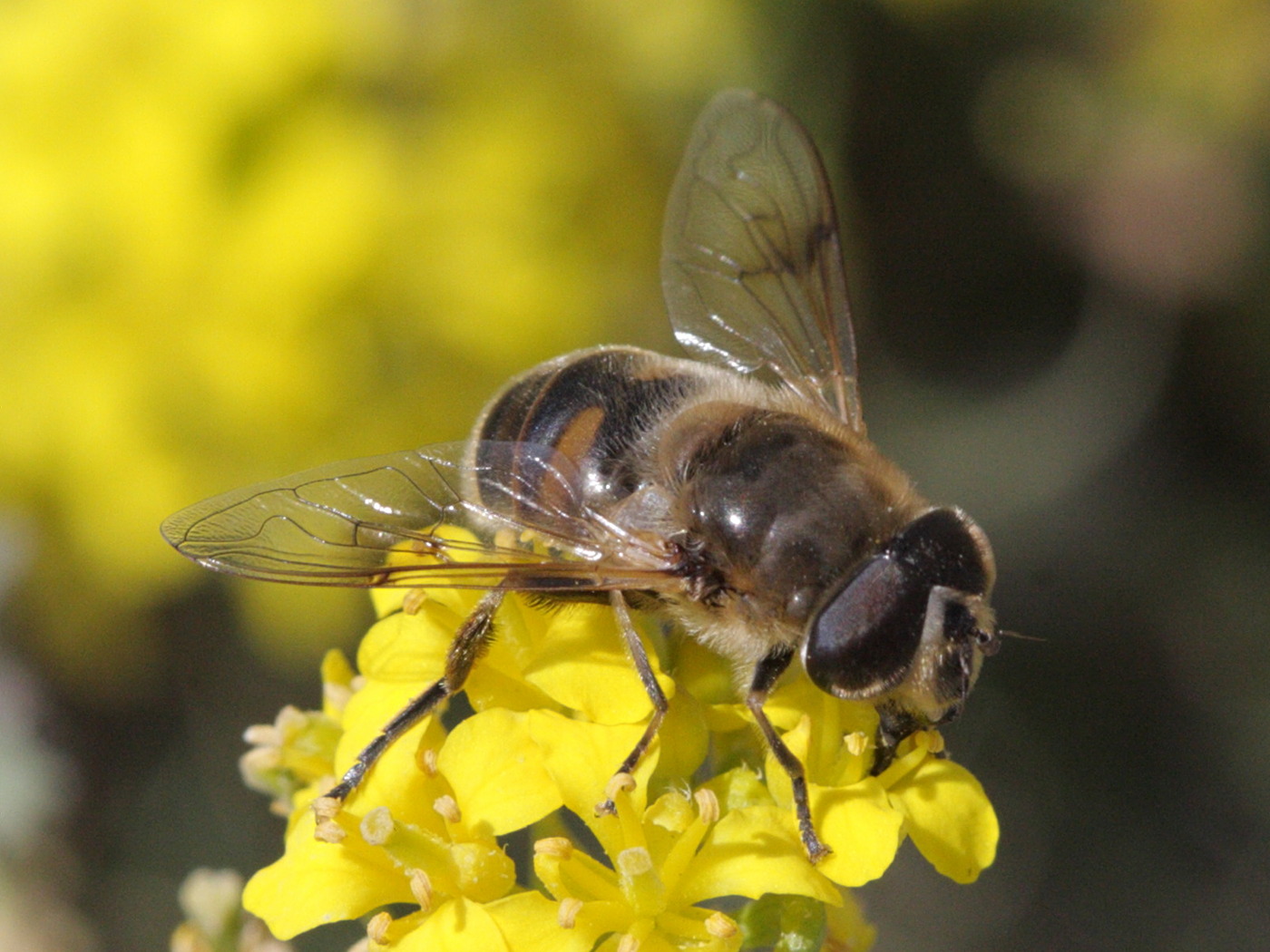 eristalis_interrupta2bd