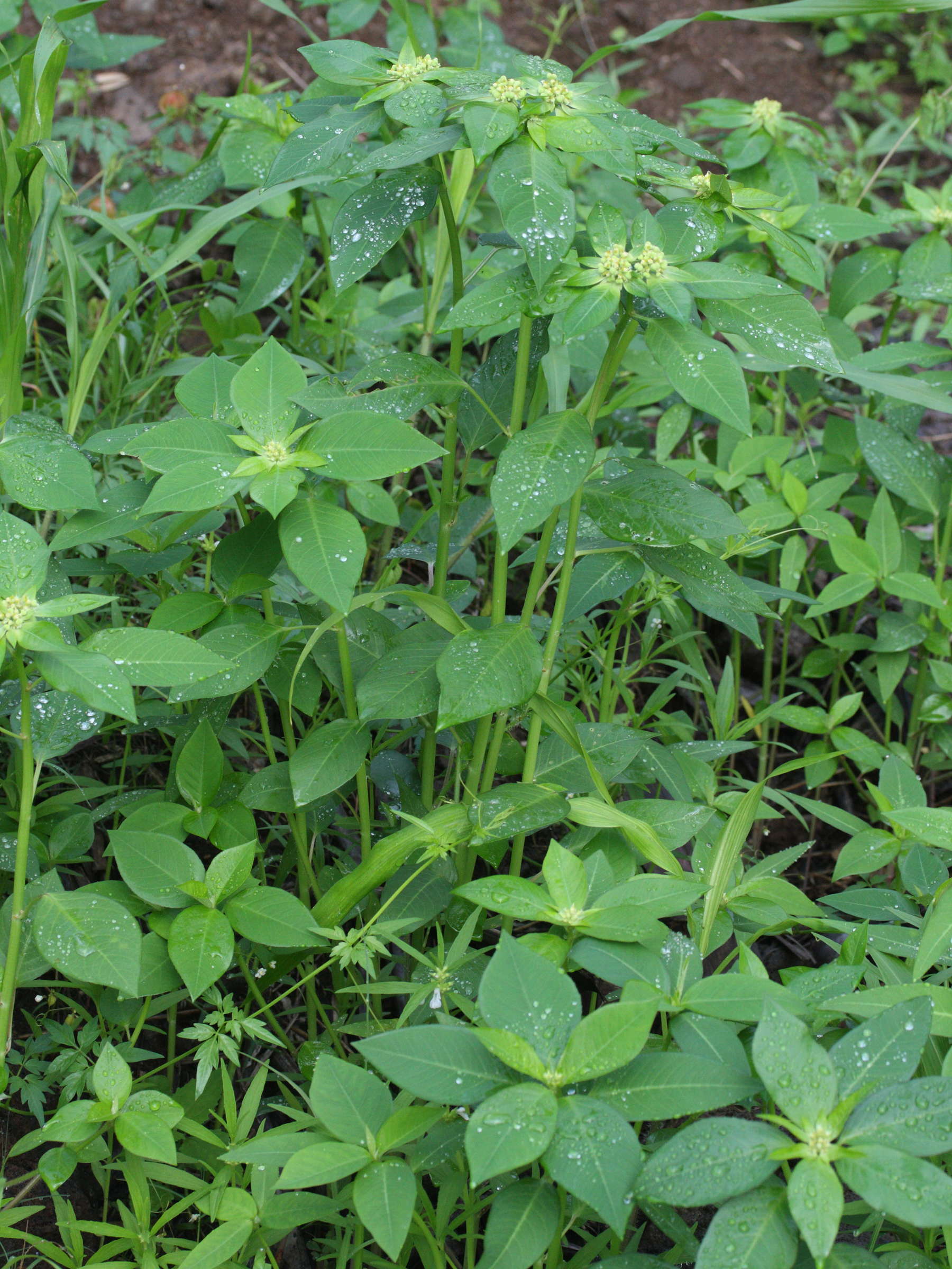 euphorbia_heterophylla4md