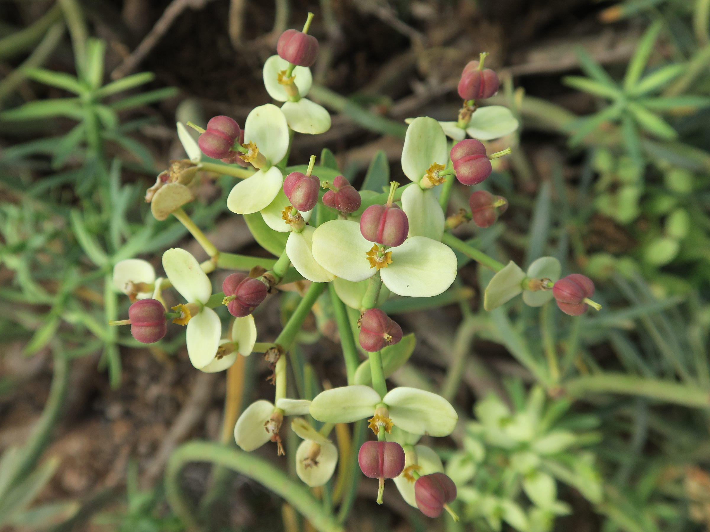 euphorbia_regis-jubae4md