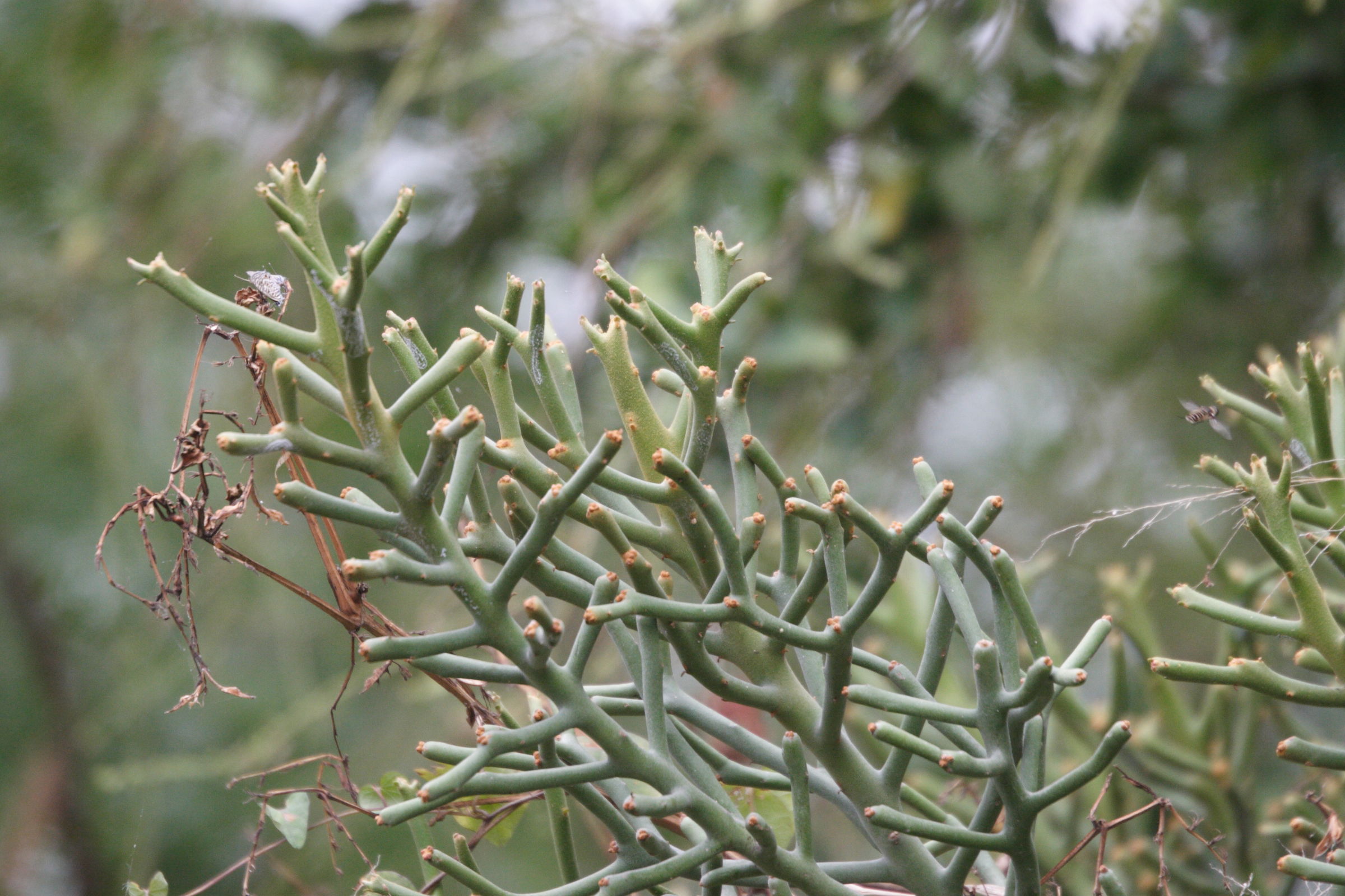 euphorbia_tirucalli4md