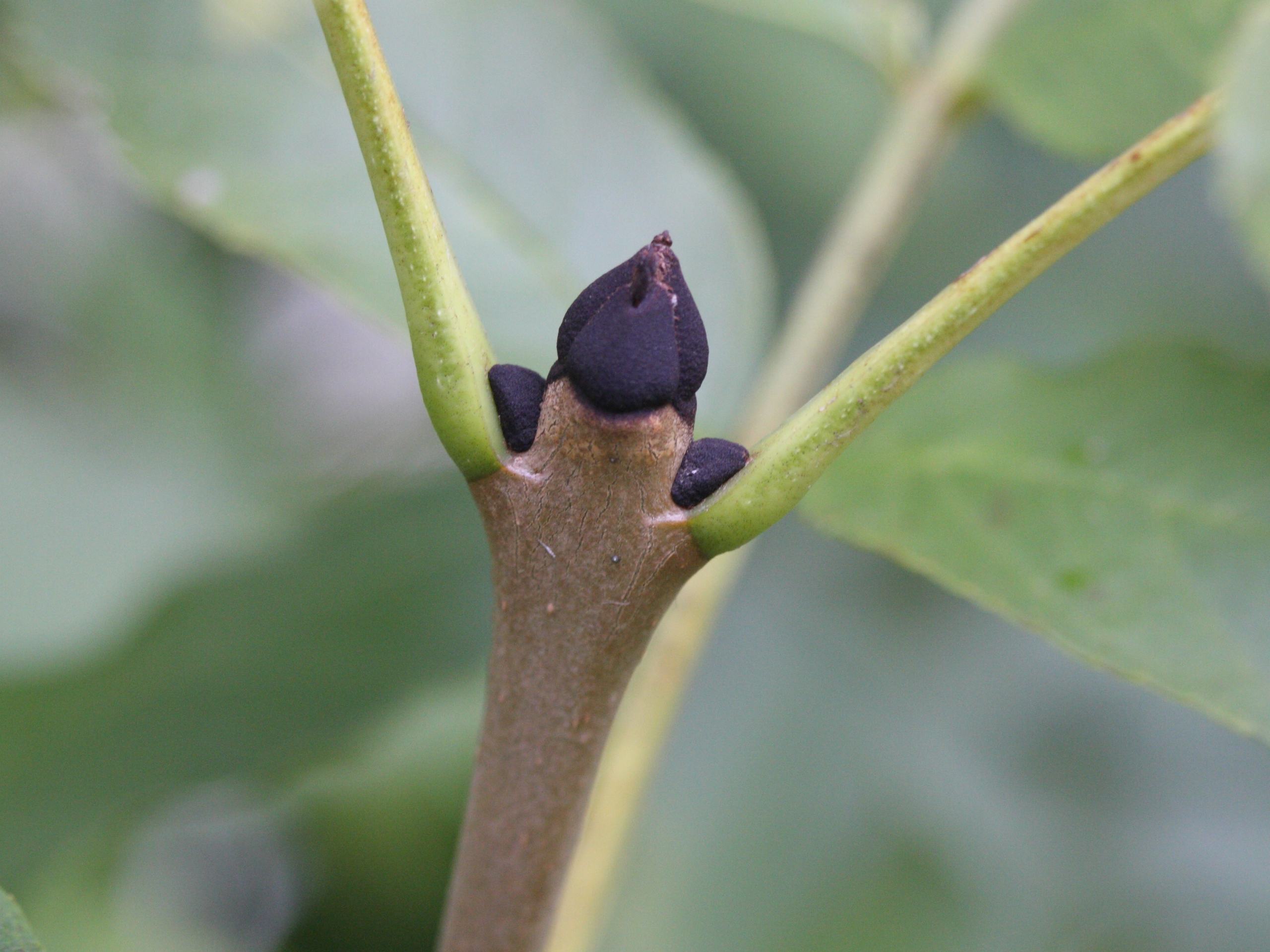 fraxinus_excelsior2md