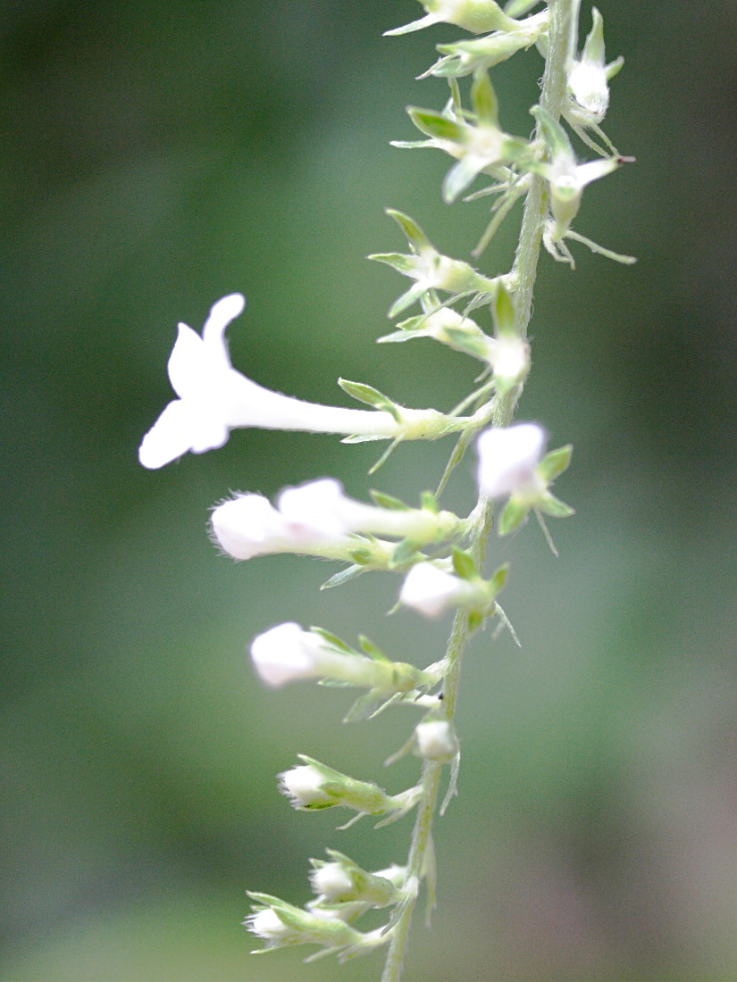 gonzalagunia_hirsuta5md