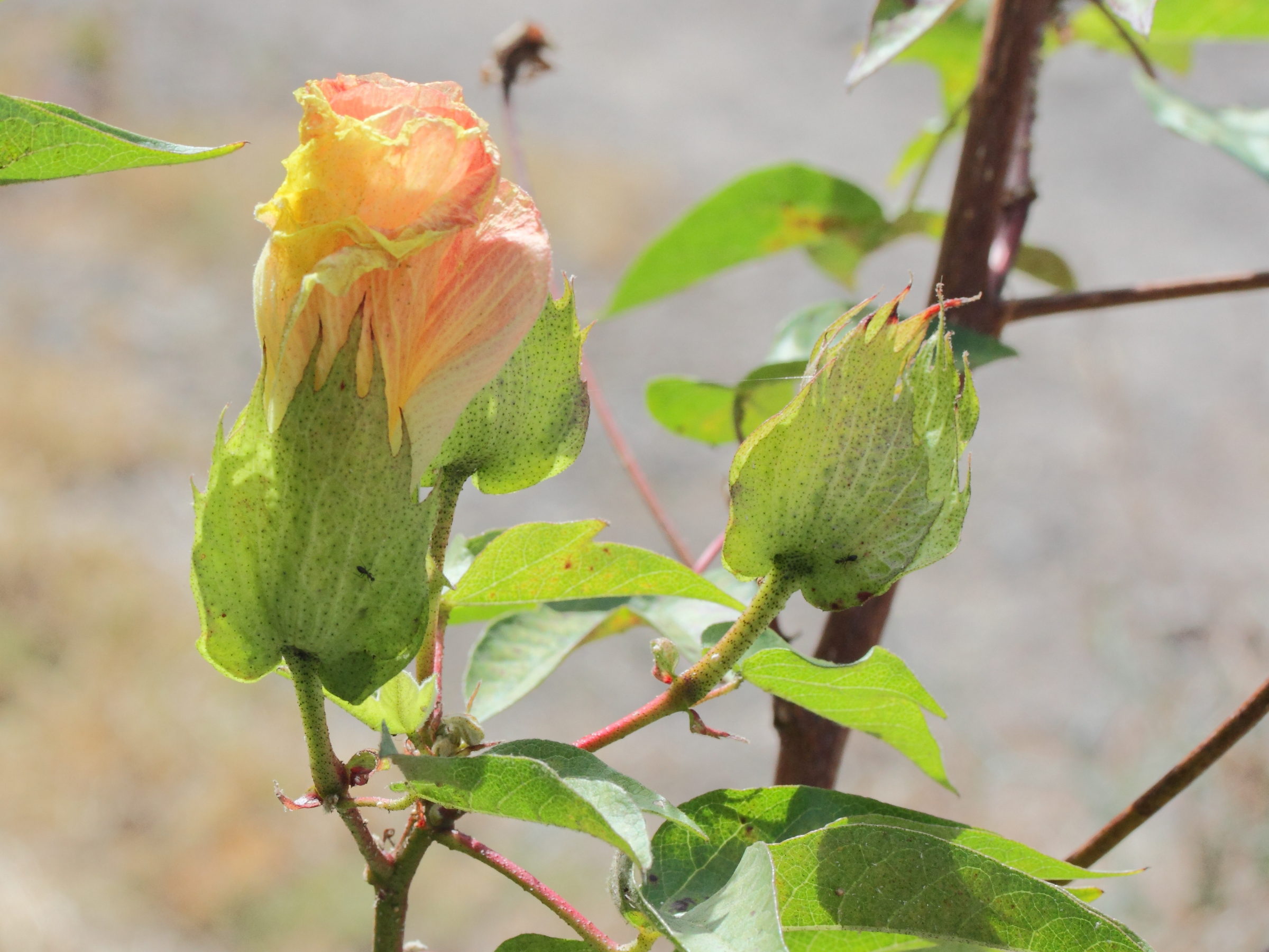 gossypium_herbaceum6md