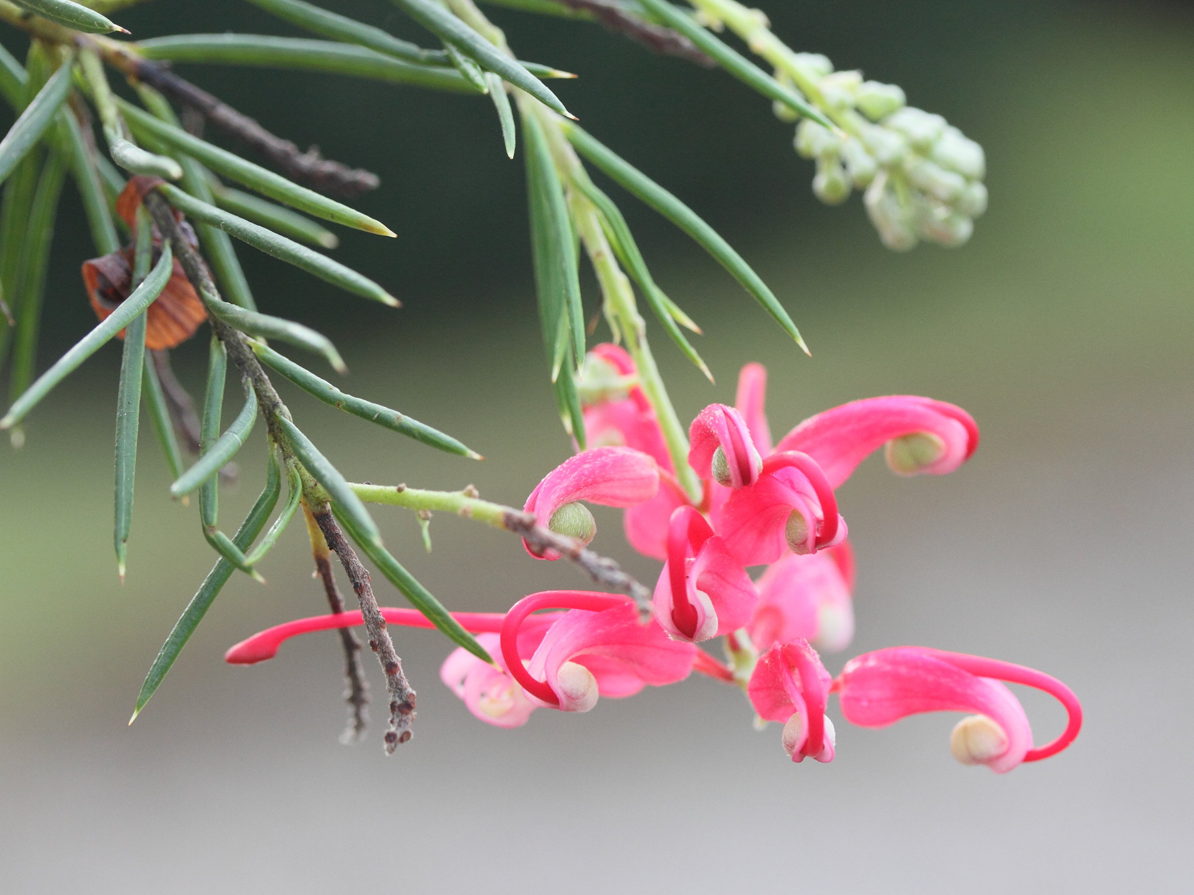 Afficher le média grevillea_juniperina1md grevillea_juniperina1md