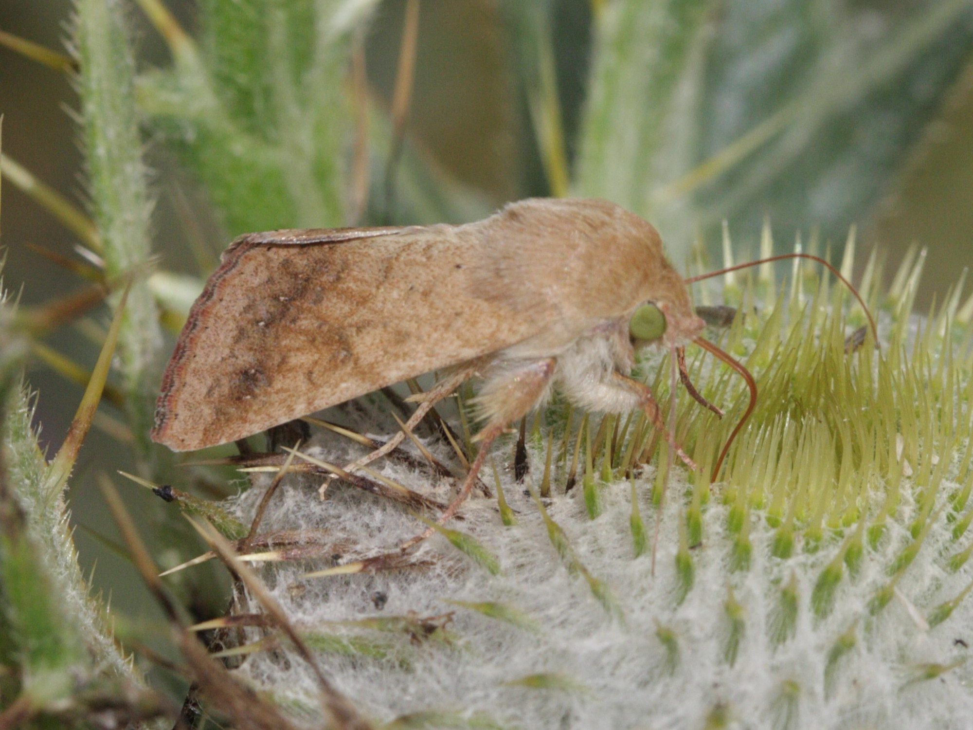 helicoverpa_armigera1bd