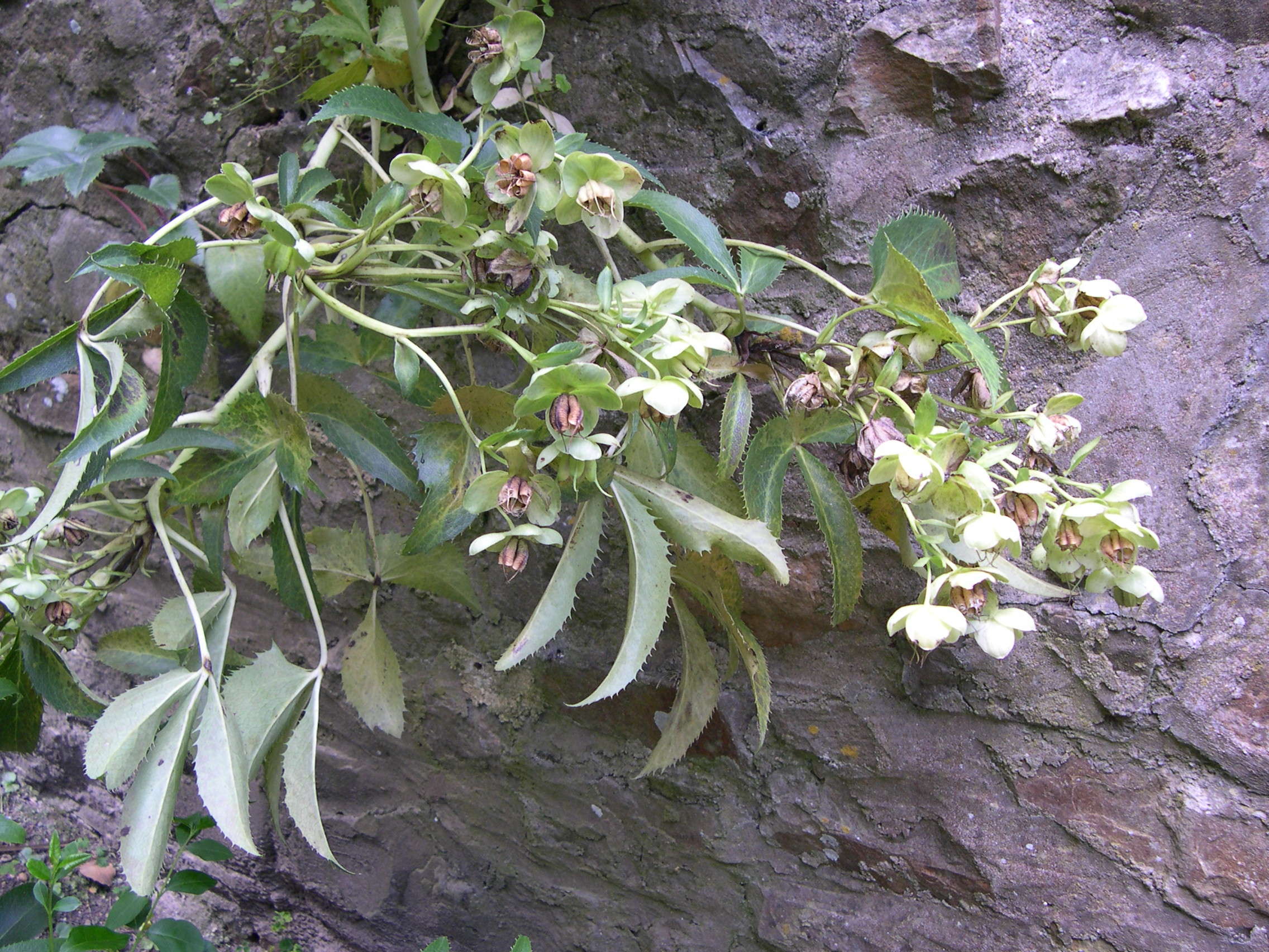 Afficher le média helleborus_lividus_corsicus2md helleborus_lividus_corsicus2md