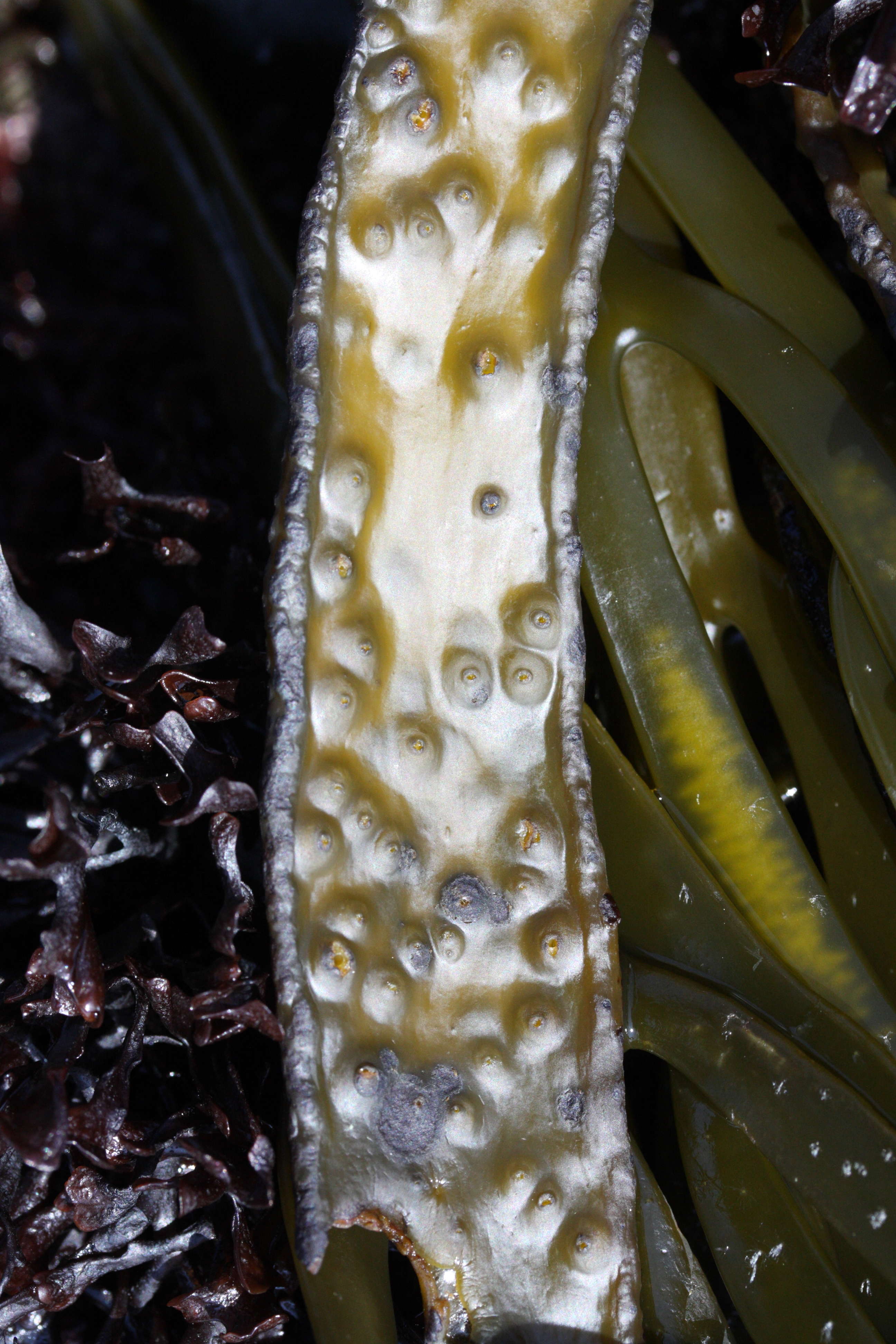 Afficher le média himanthalia_elongata6md himanthalia_elongata6md