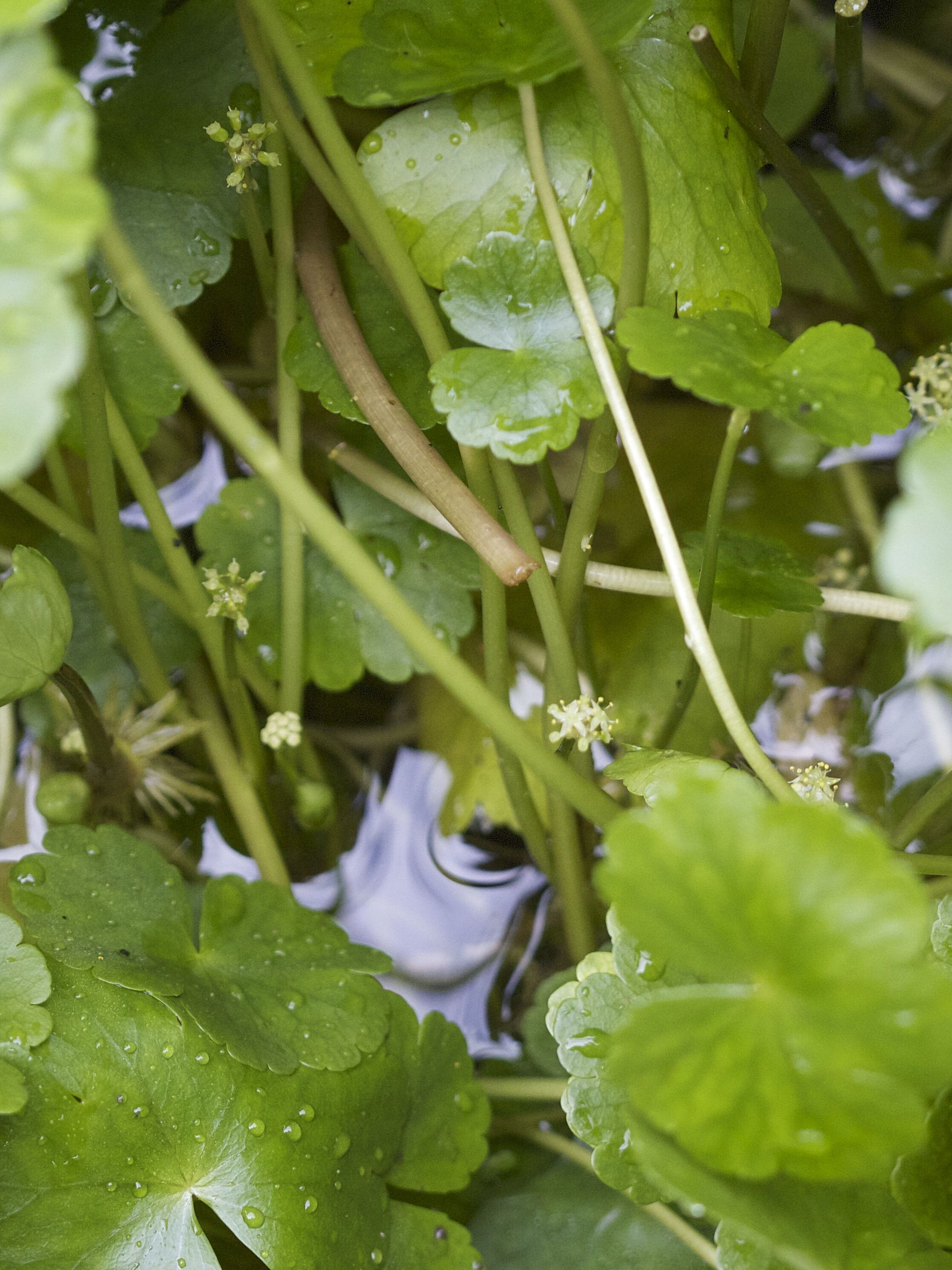 hydrocotyle_ranunculoides4bd