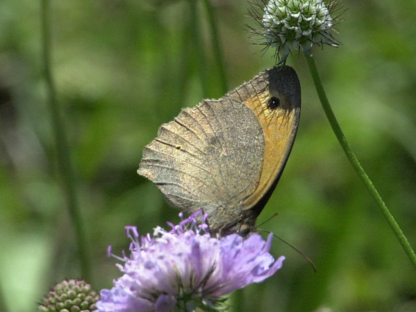 hyponephele_lycaon1md