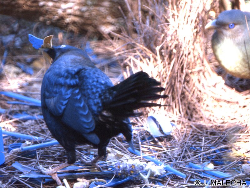 jardinier_satine_-_ptilonorhynchus_violaceus2jm