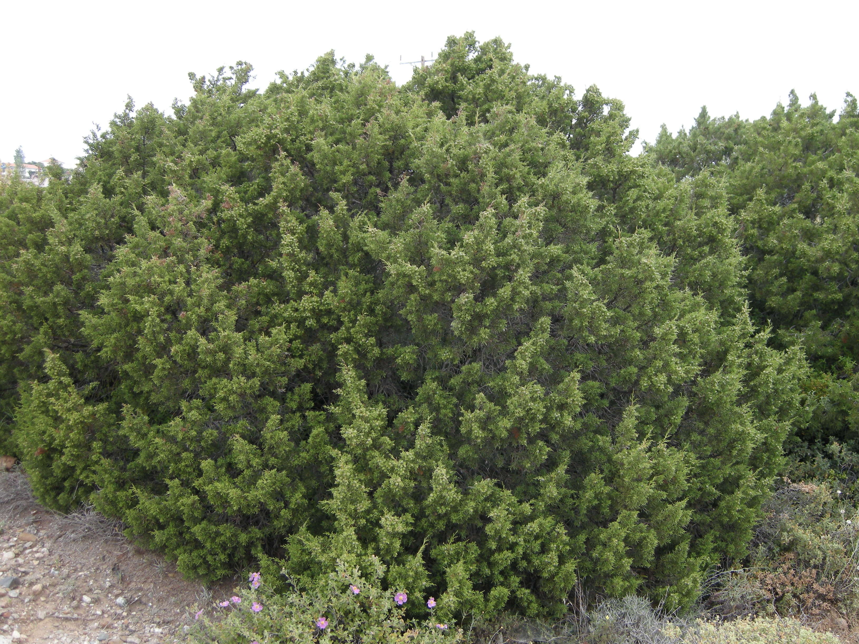 juniperus_phoenicea3md