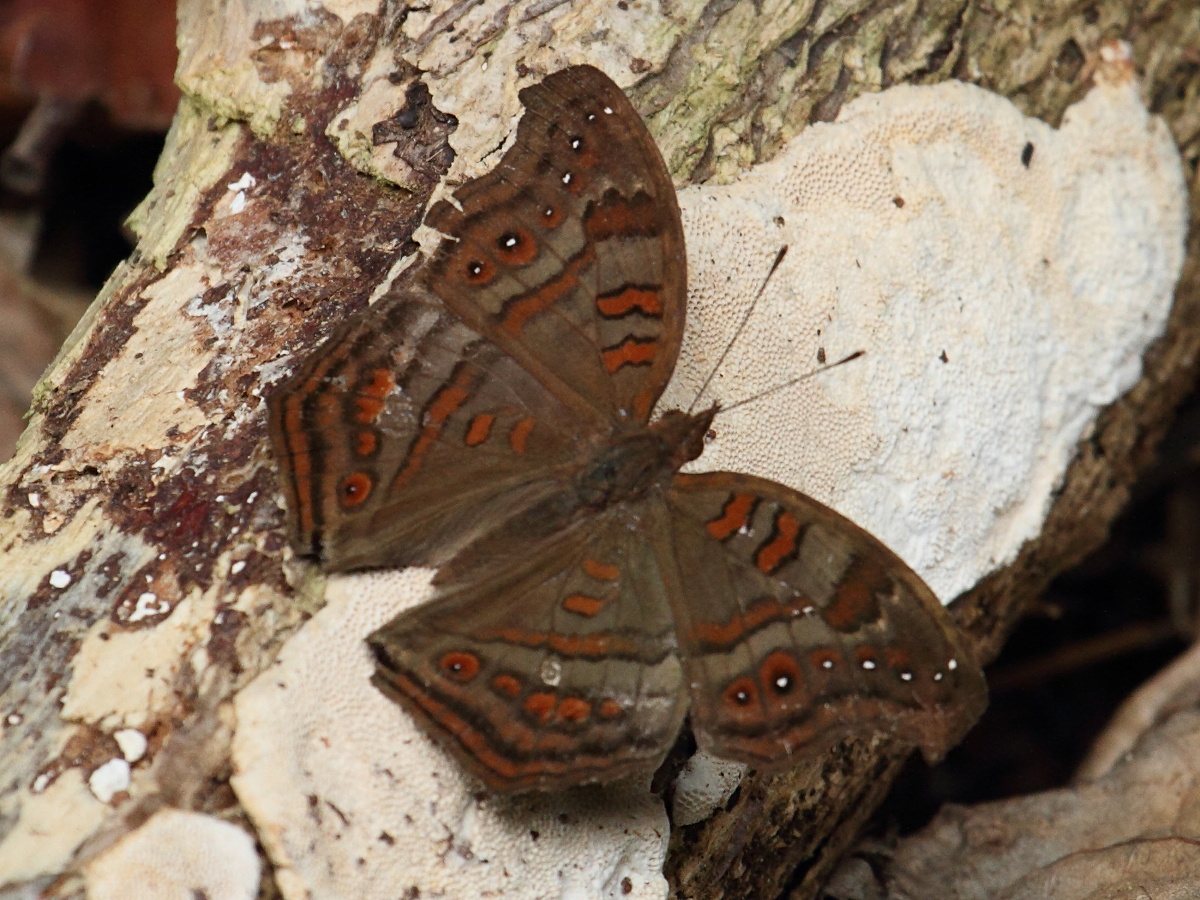junonia_goudoti1bd