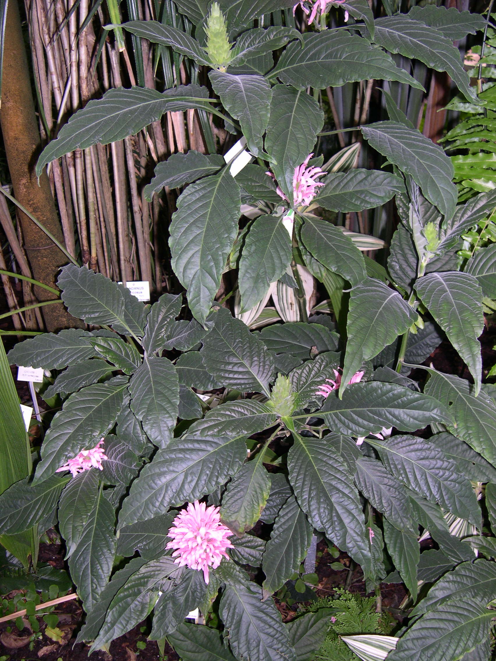 Afficher le média justicia_carnea2md justicia_carnea2md