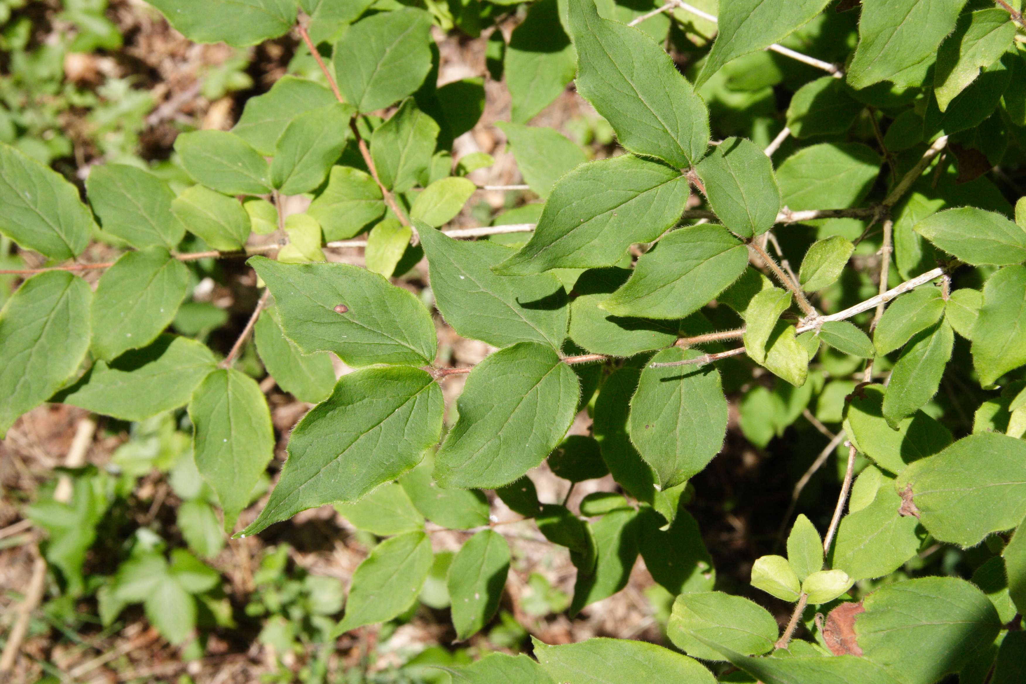 kolkwitzia_amabilis4md