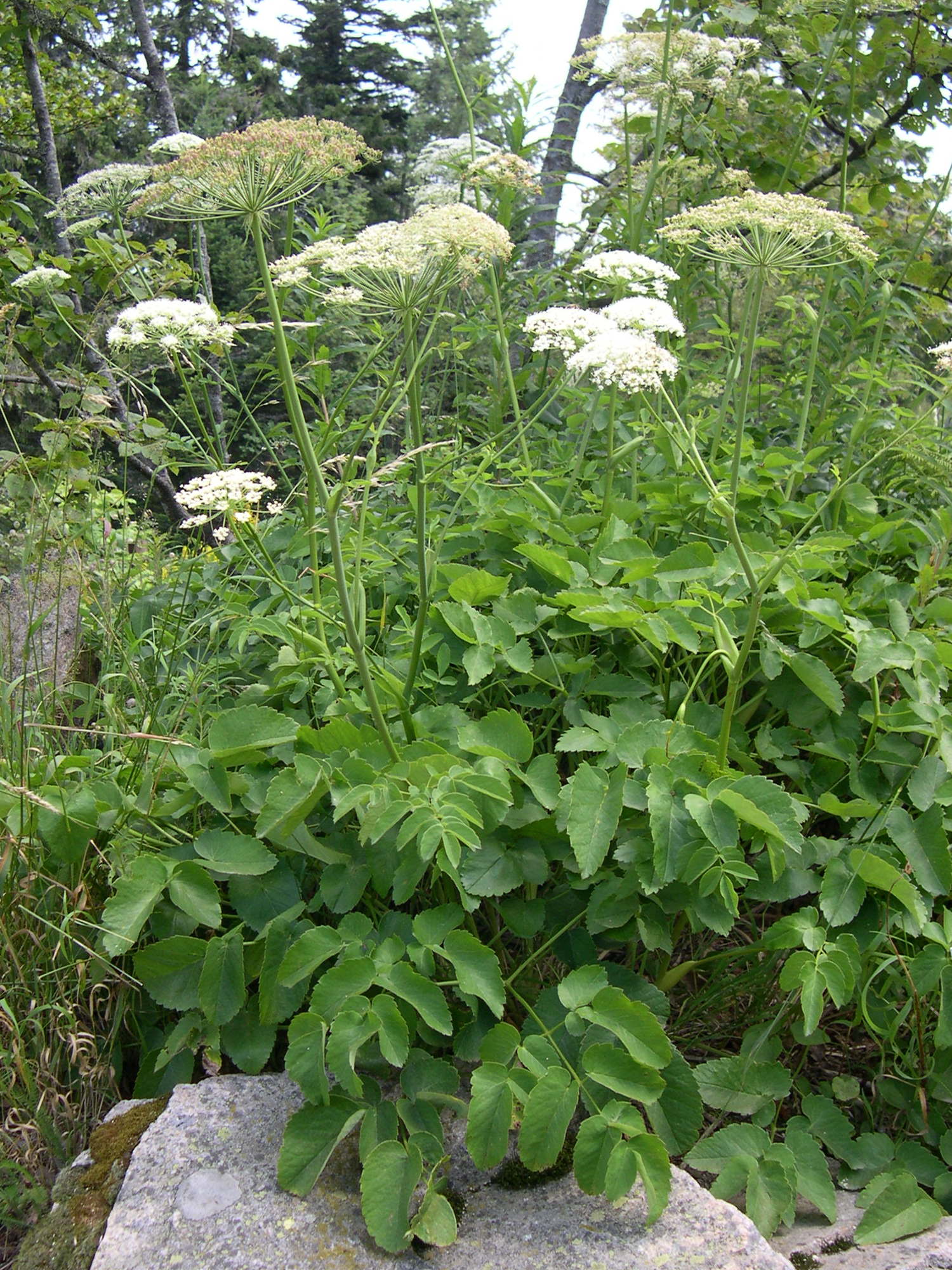 Afficher le média laserpitium_latifolium1md laserpitium_latifolium1md