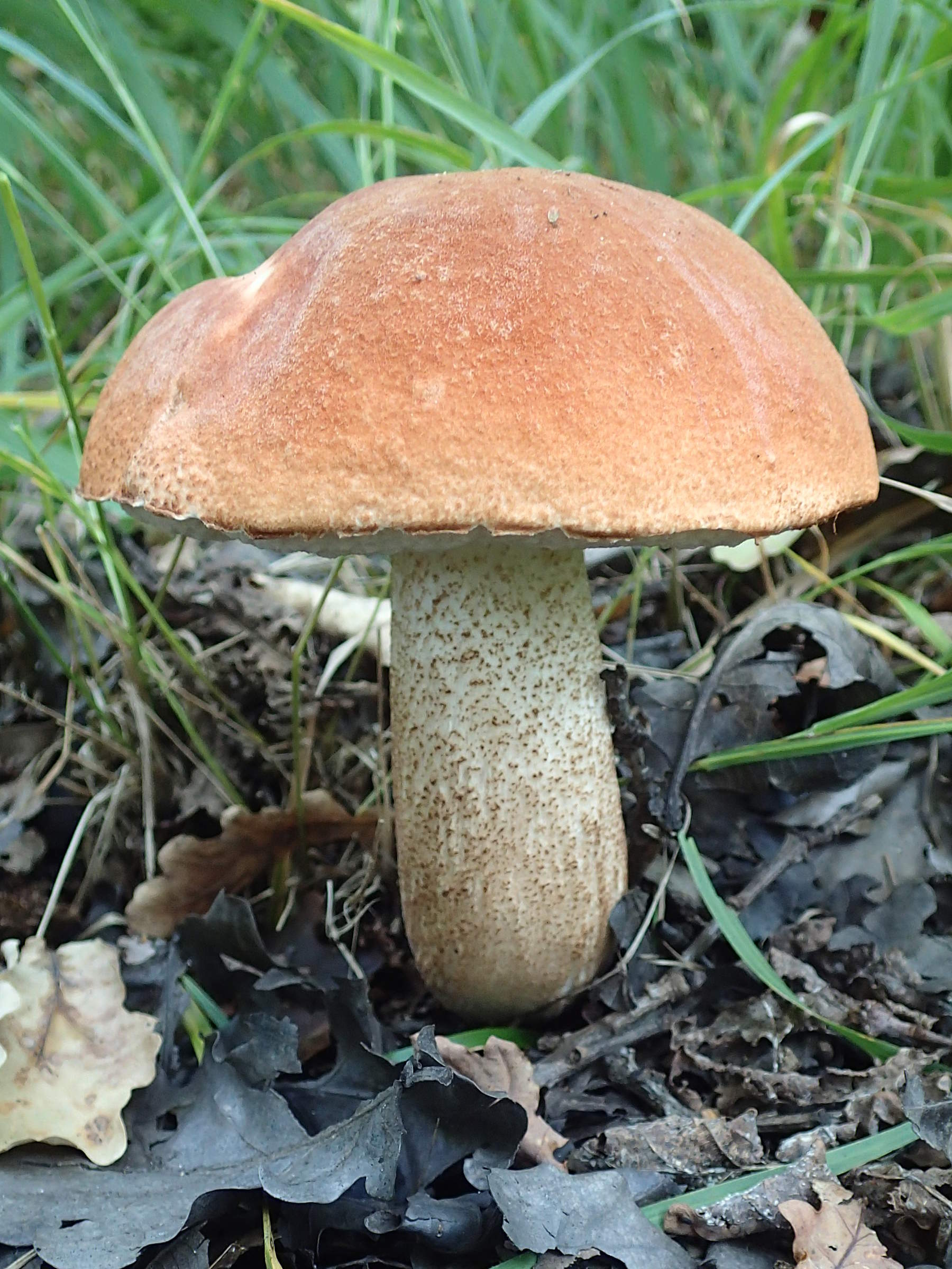 leccinum_aurantiacum3md