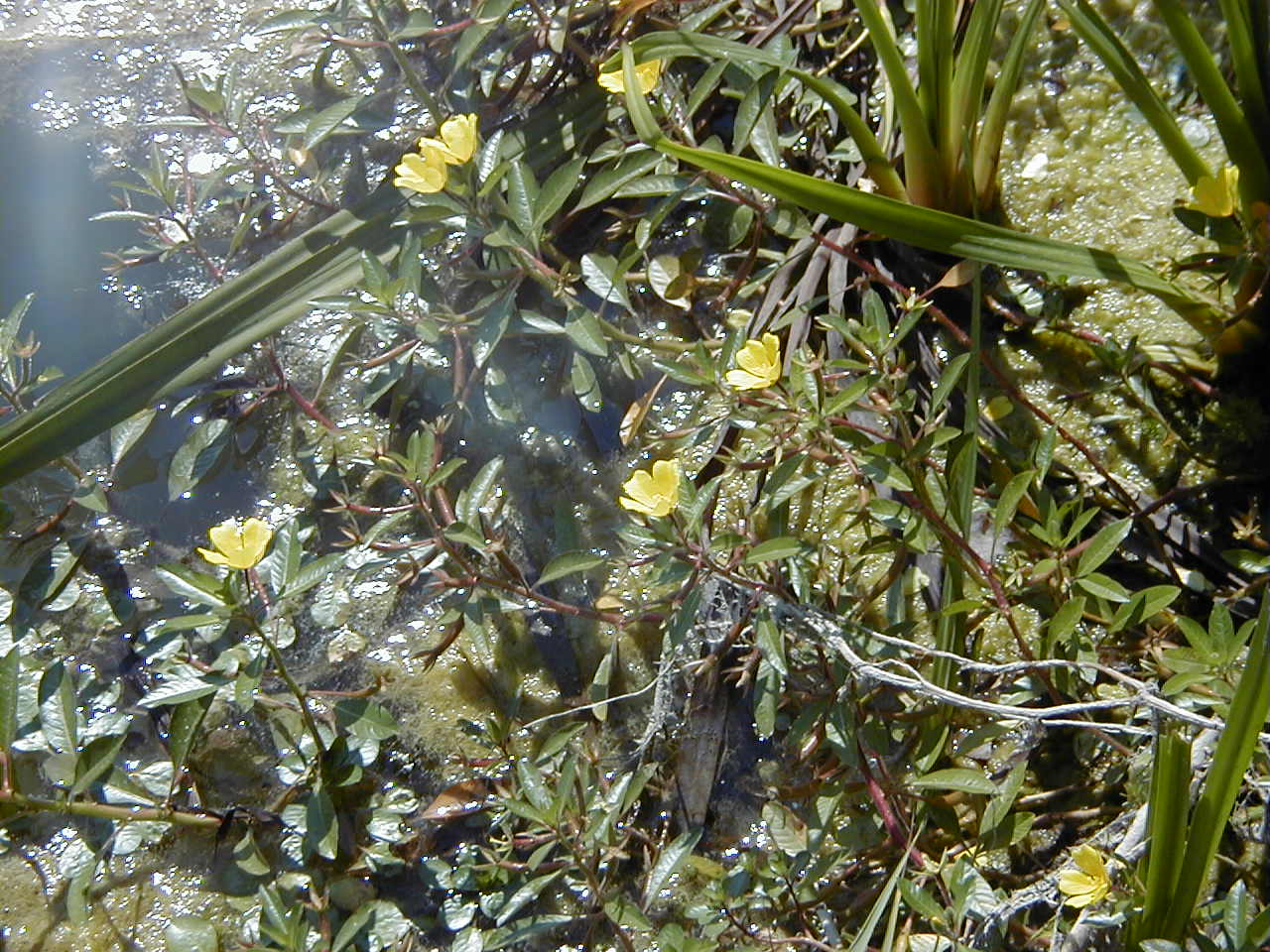 Afficher le média ludwigia_peploides1bmd ludwigia_peploides1bmd