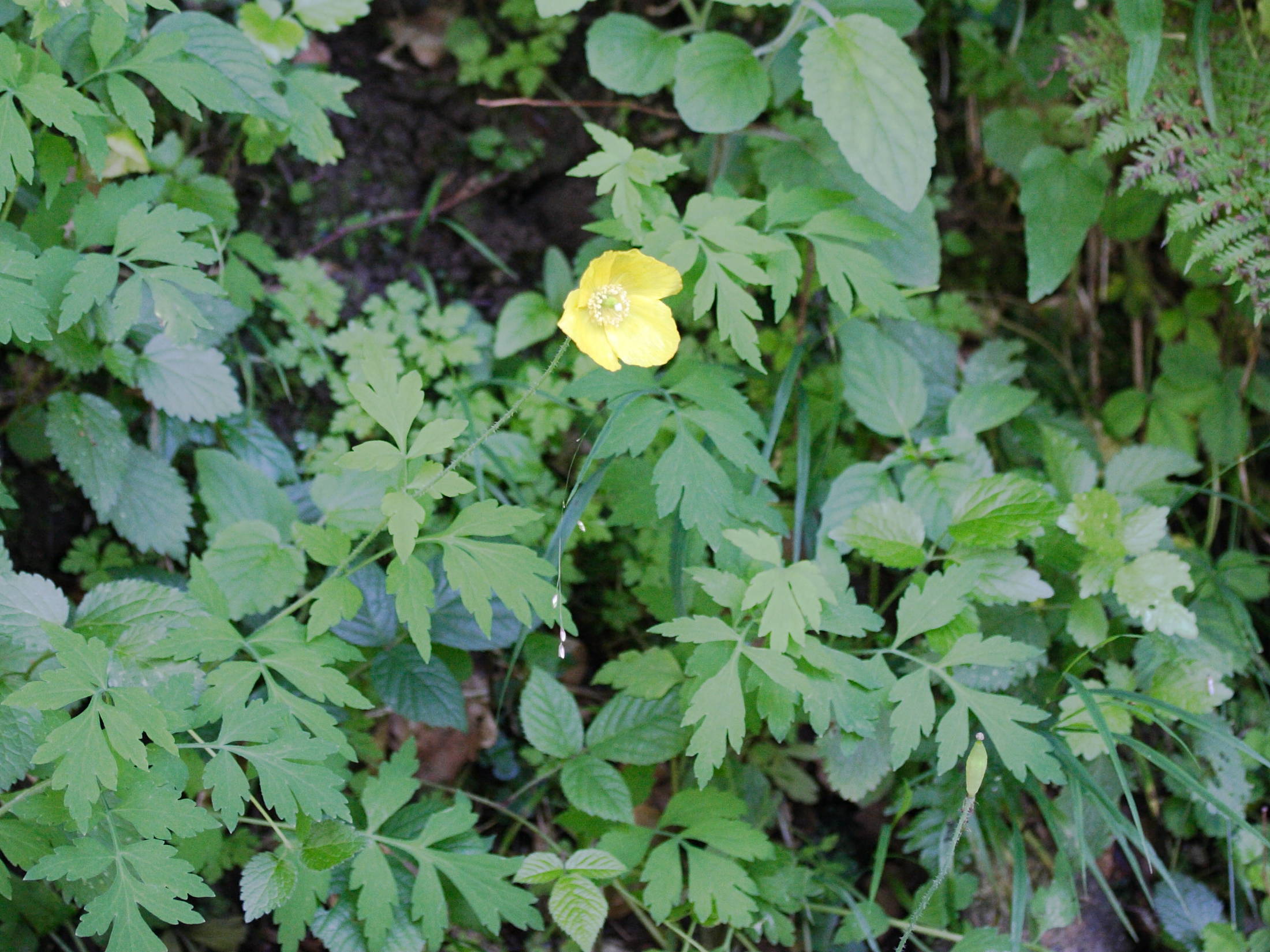 meconopsis_cambrica1md