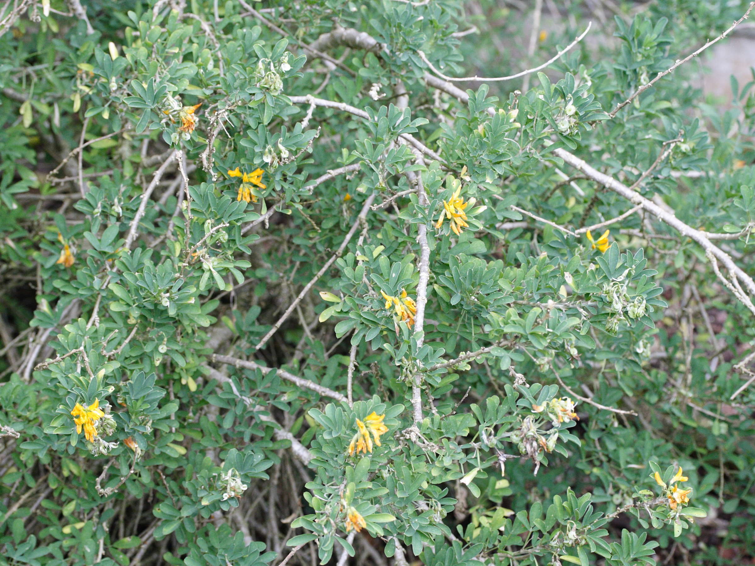 medicago_strasseri1md