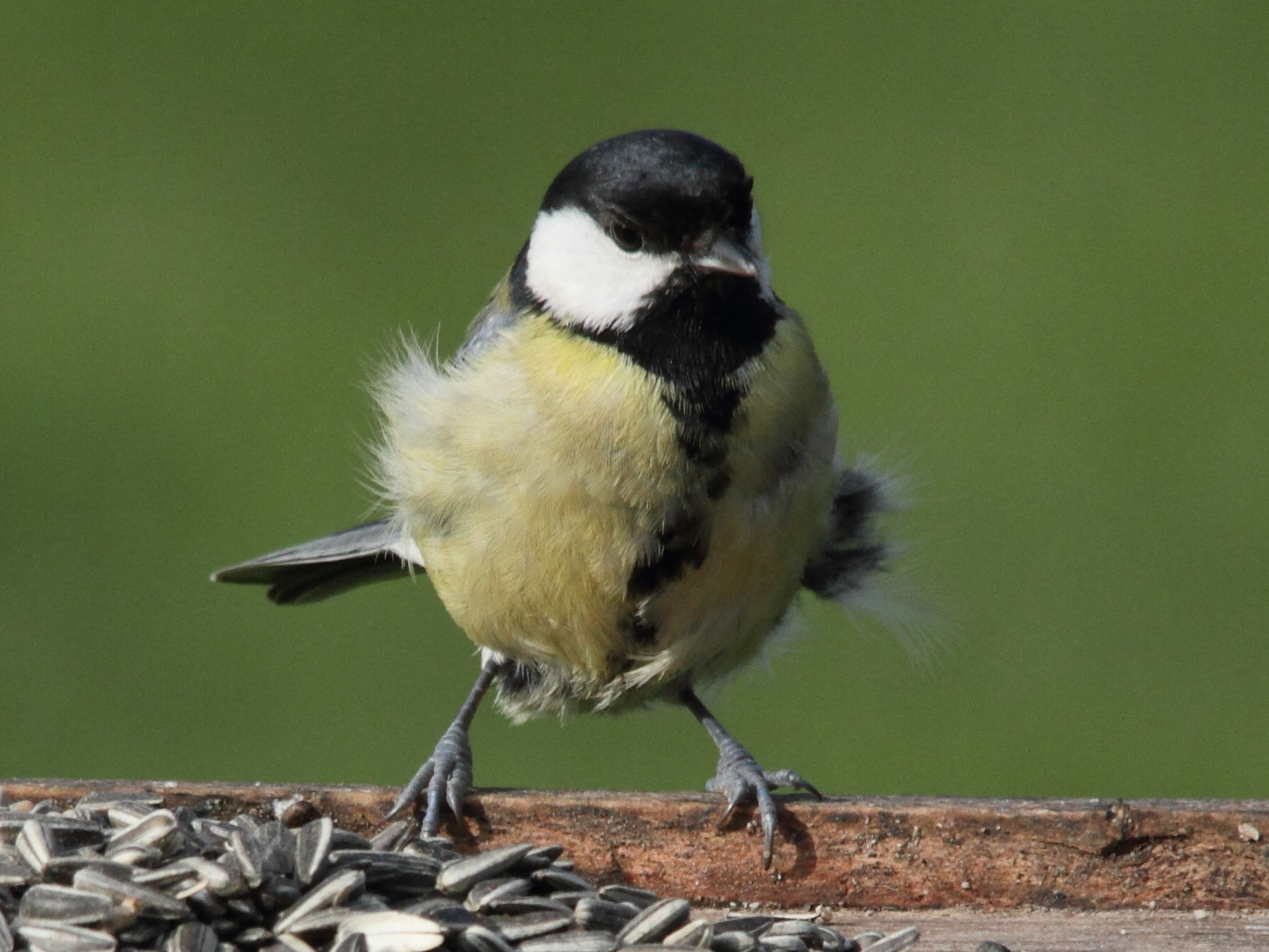 mesange_charbonniere_-_parus_major7md