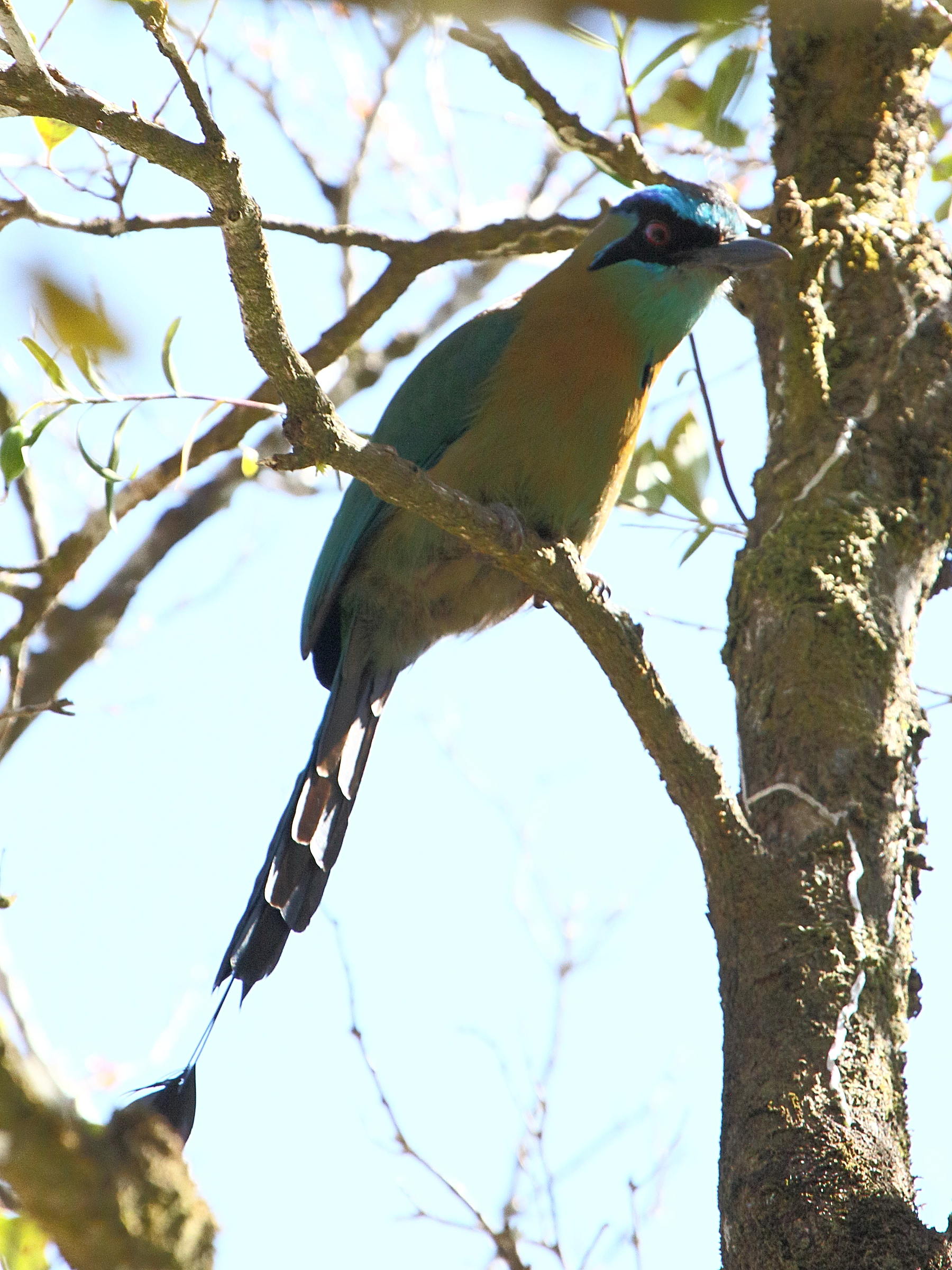motmot_a_tete_bleue_-_momotus_coeruliceps2bd