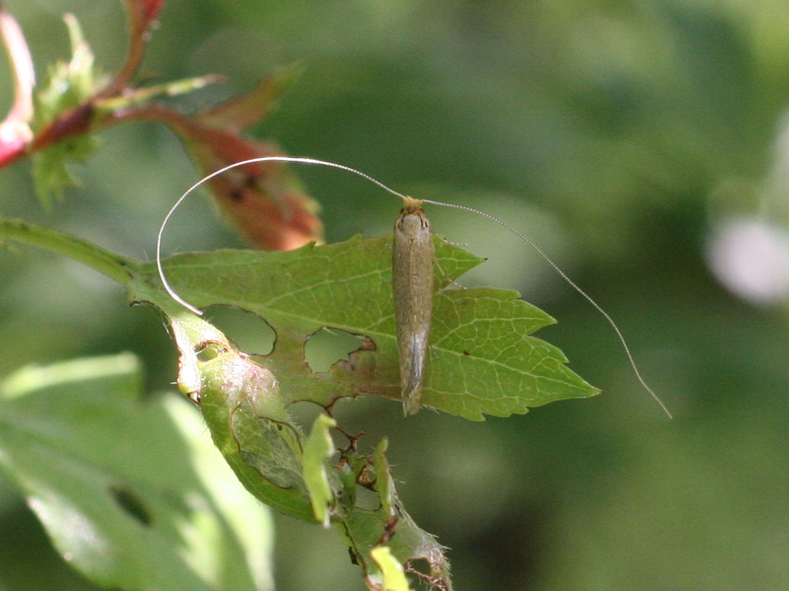 nematopogon_swammerdamella2md