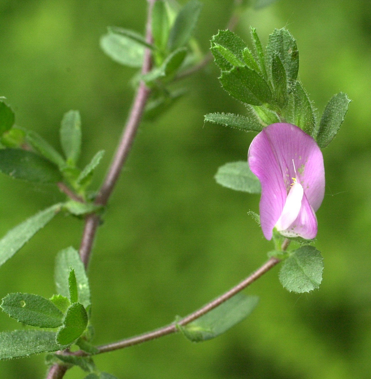 Afficher le média ononis_spinosa_procurrens2md ononis_spinosa_procurrens2md