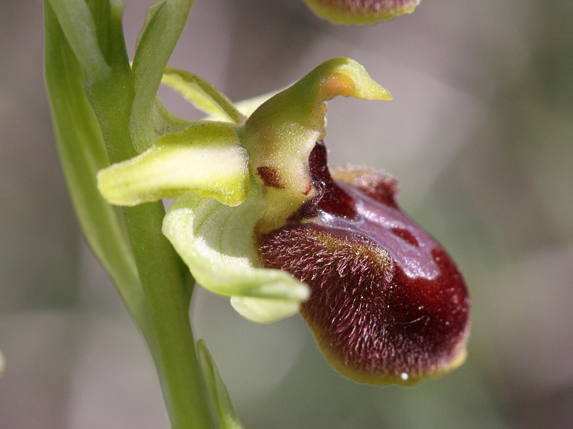 Afficher le média ophrys_arachnitiformis7bd ophrys_arachnitiformis7bd