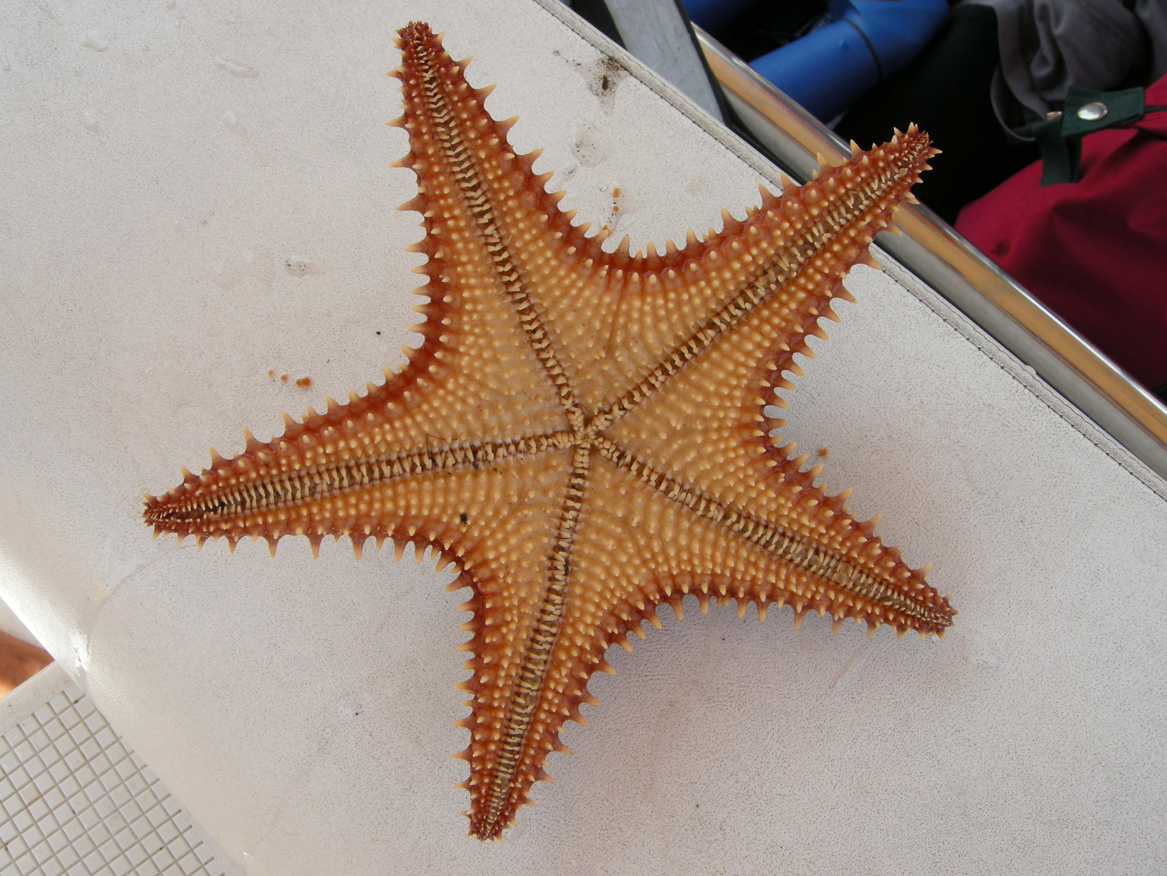 oreaster_reticulatus3md