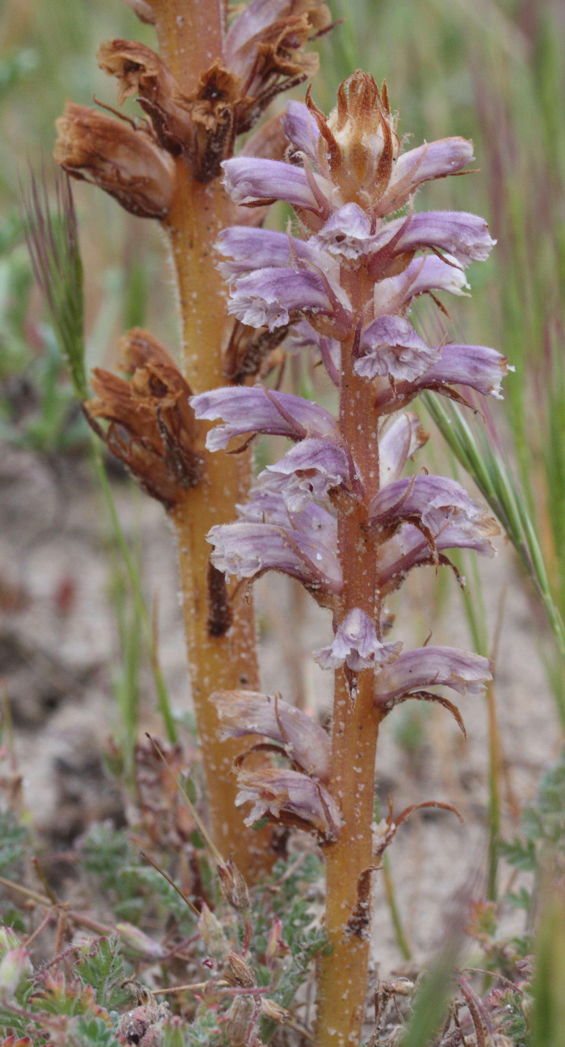 Afficher le média orobanche_purpurea3md orobanche_purpurea3md