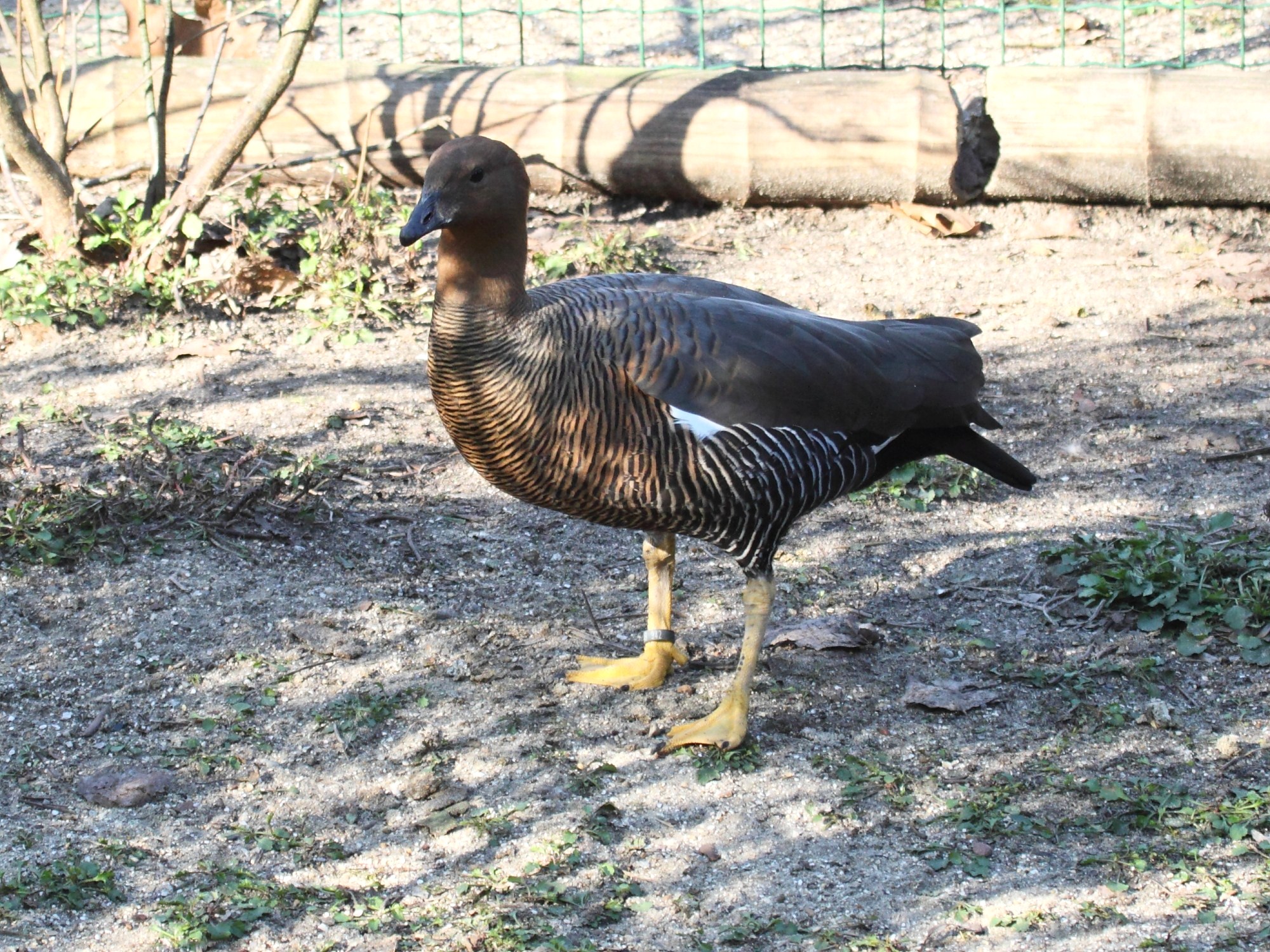 ouette_de_magellan_-_chloephaga_picta3bd